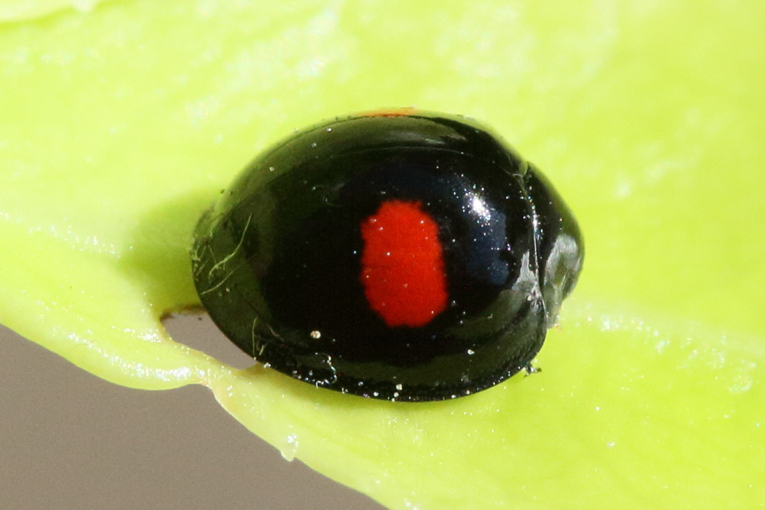 chilocorus_renipustulatus2md