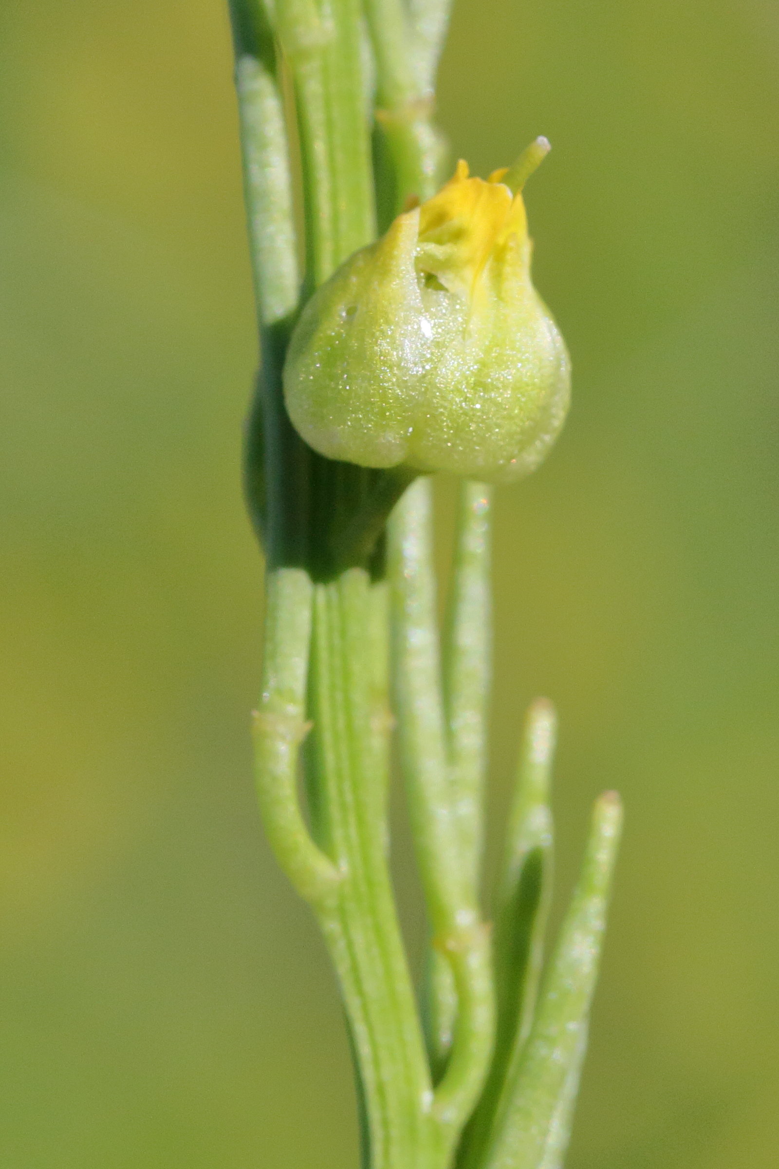 contarinia_nasturti_galle1md