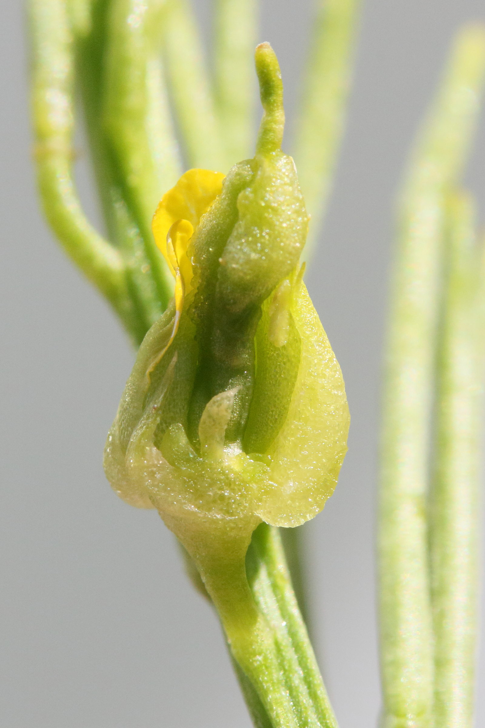 contarinia_nasturti_galle2md