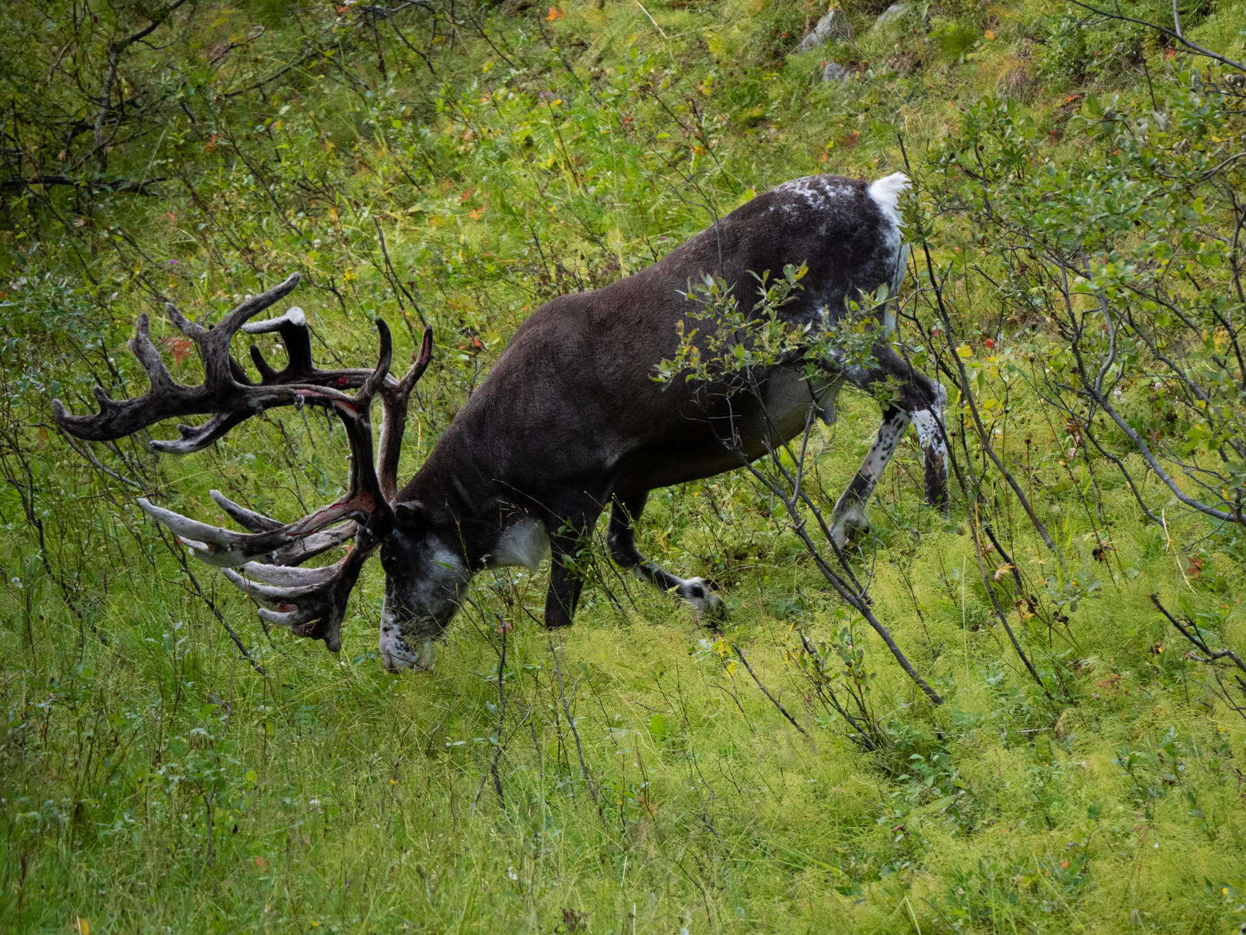 rangifer_tarandus1sd