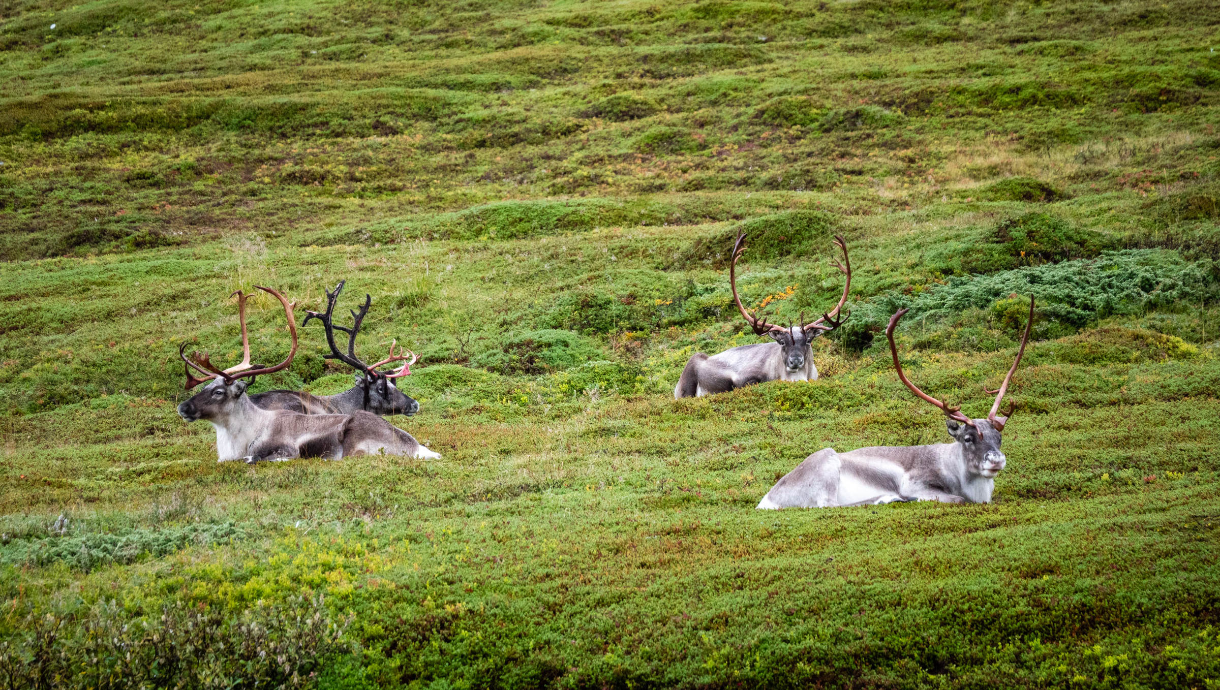 rangifer_tarandus2sd