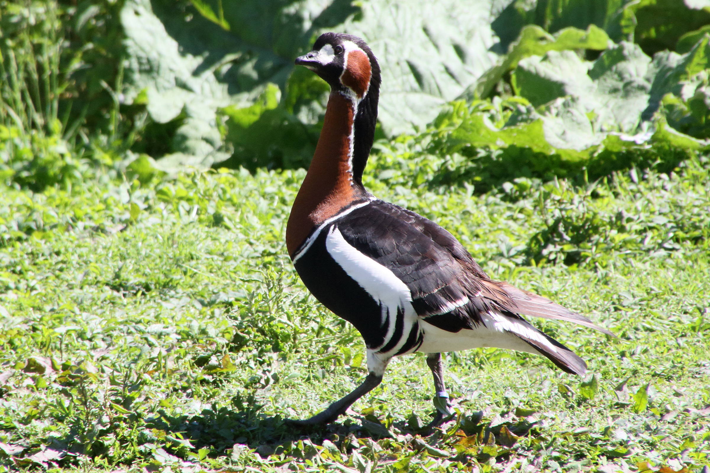 bernache_a_cou_roux_-_branta_ruficollis4md