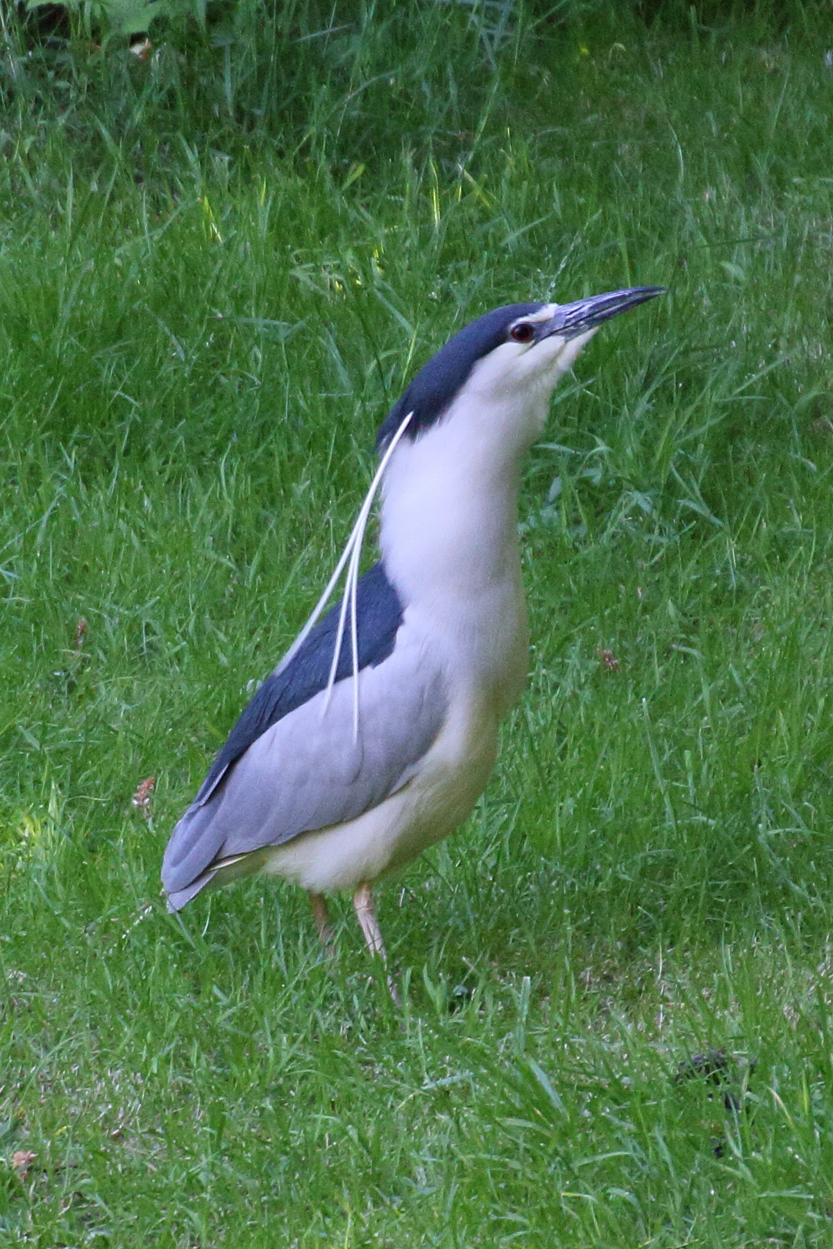 bihoreau_gris_-_nycticorax_nycticorax10md