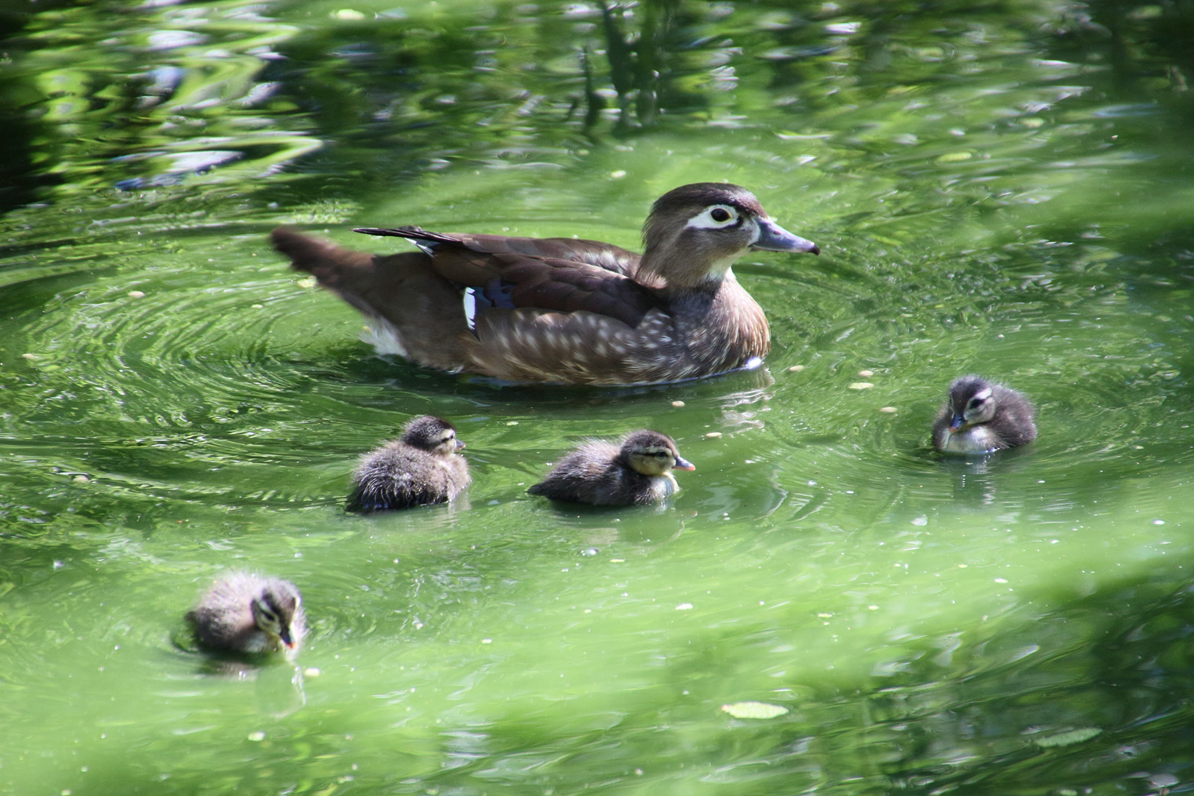 canard_carolin_-_aix_sponsa8md