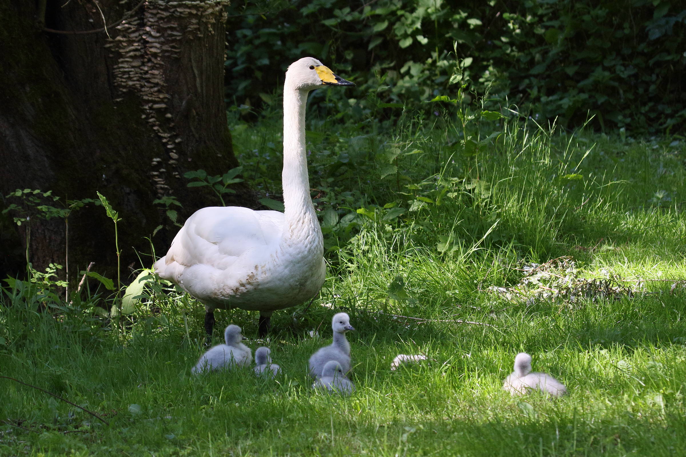 cygne_chanteur_-_cygnus_cygnus5bd