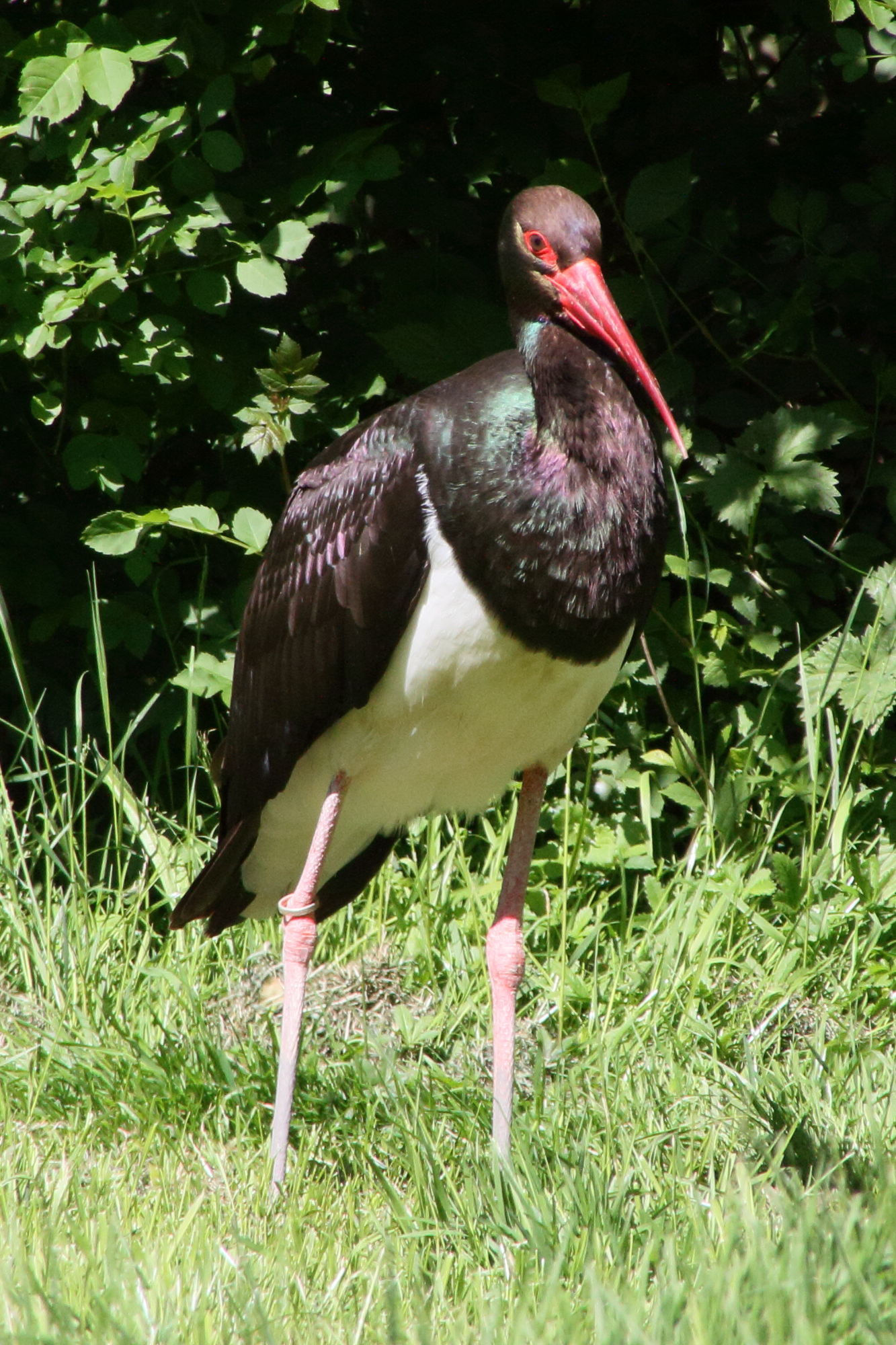 cigogne_noire_-_ciconia_nigra4md