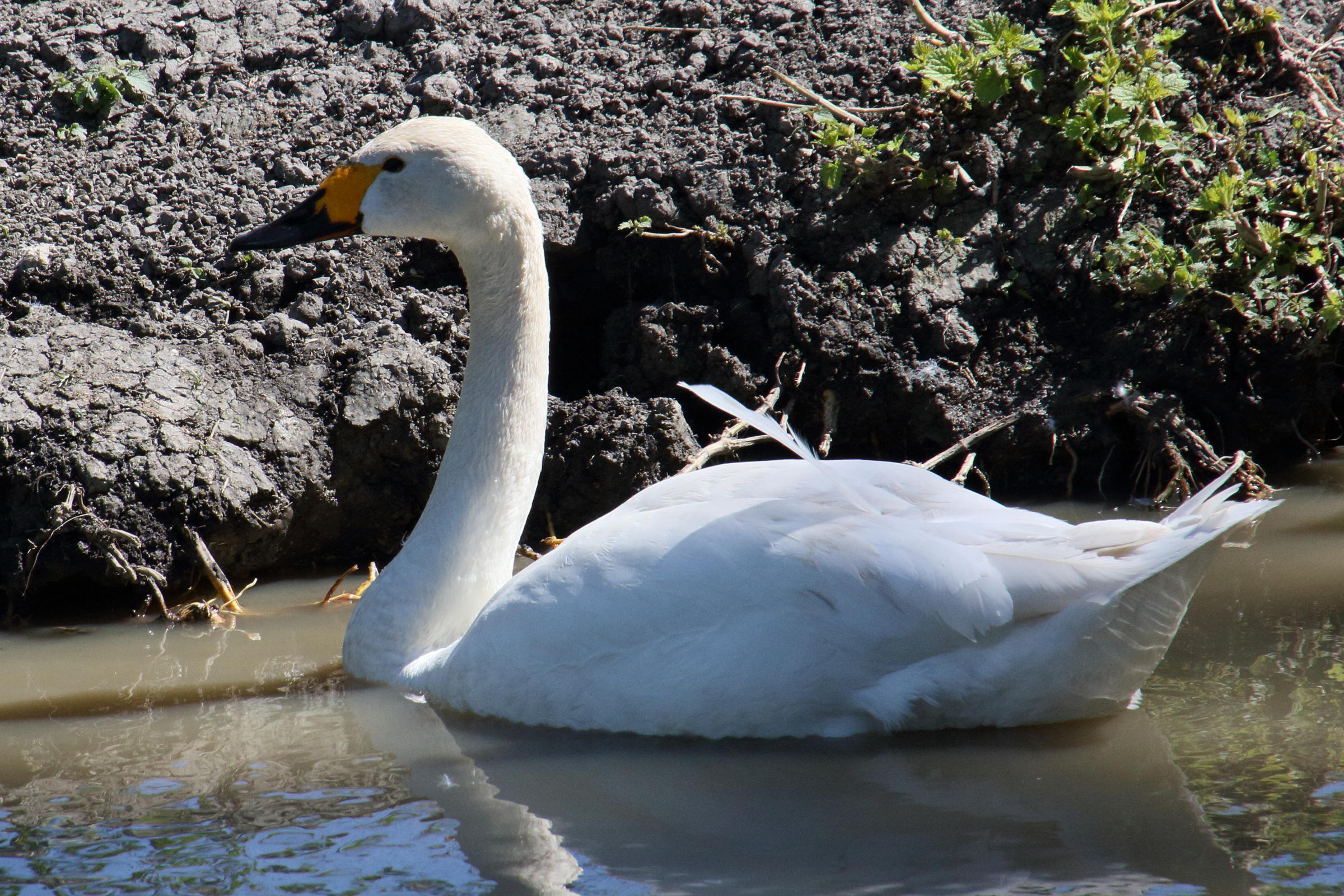cygne_de_bewick_-_cygnus_columbianus_bewicki2md