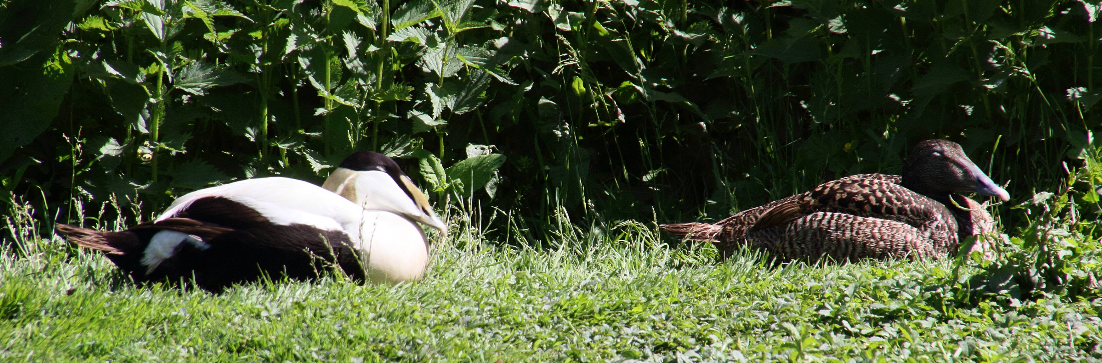 eider_a_duvet_-_somateria_mollissima8md