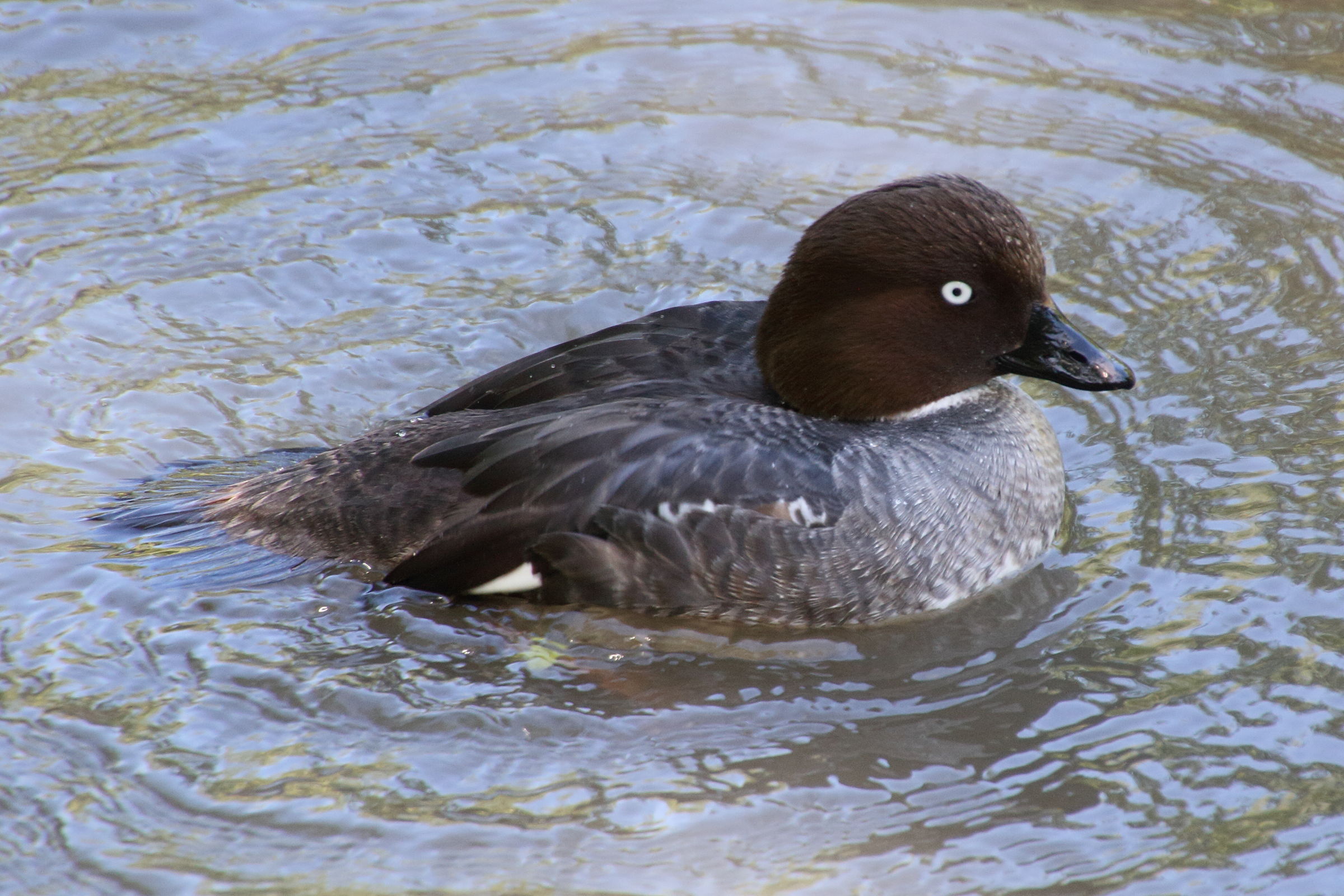 garrot_a_oeil_d-or_-_bucephale_clangula6md