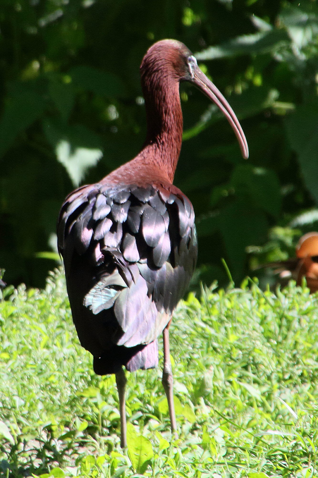 ibis_falcinelle_-_plegadis_falcinellus5md