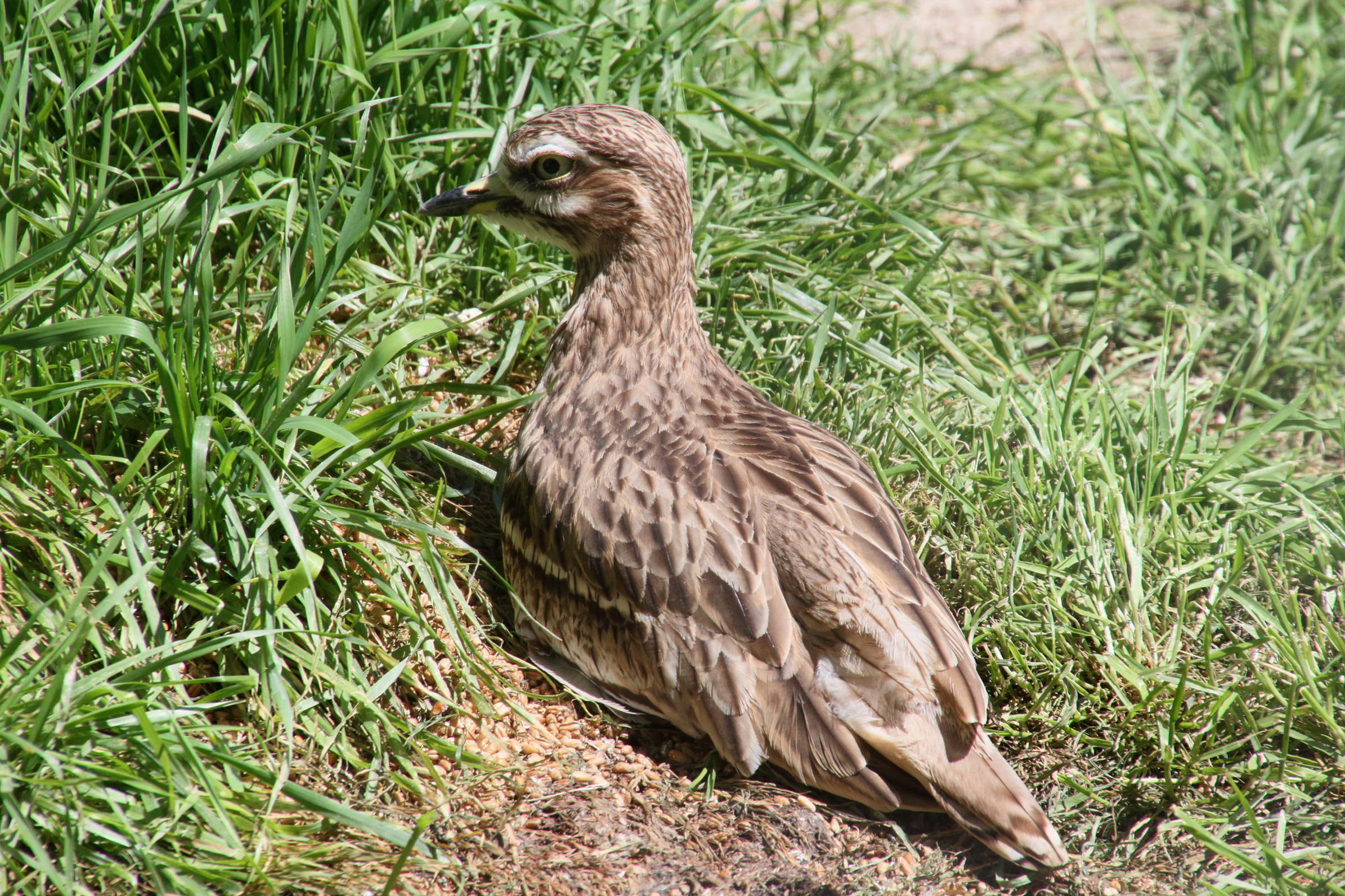 oedicneme_criard_-_burhinus_oedicnemus4md