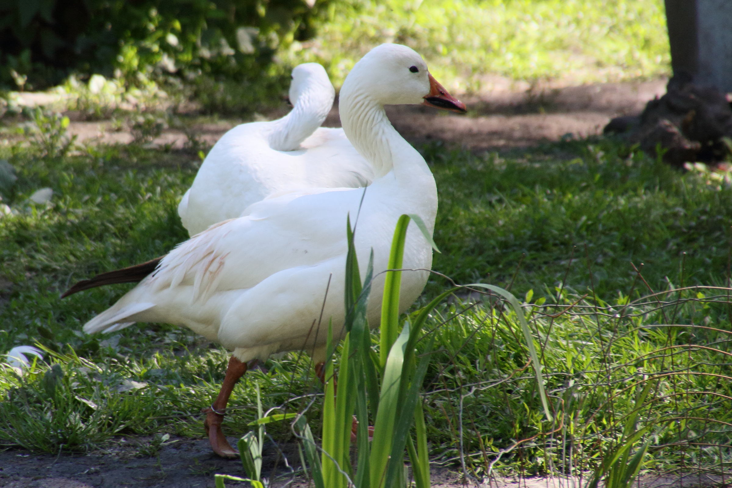 oie_des_neiges_-_anser_caerulescens2md