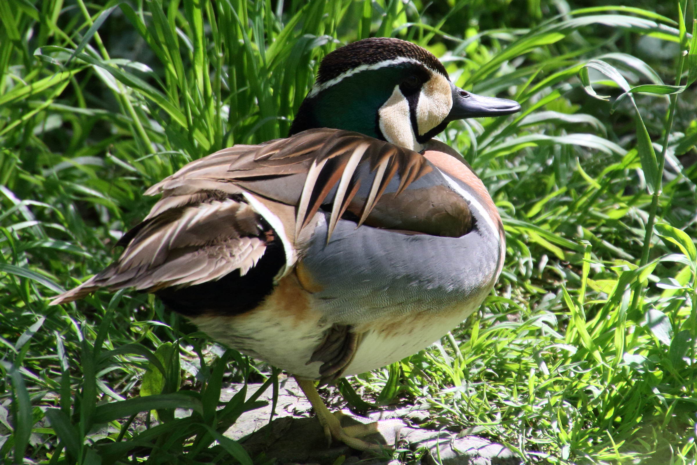 sarcelle_elegante_-_anas_formosa4md