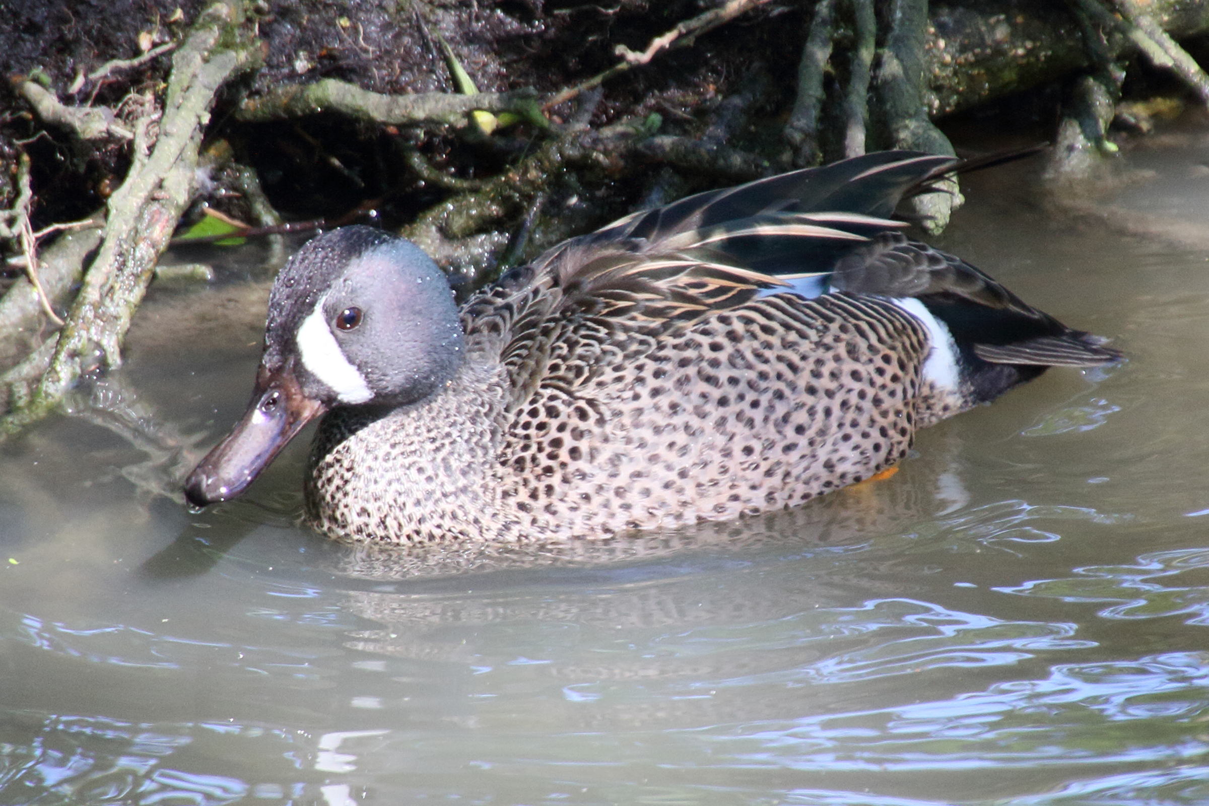 Afficher le média sarcelle_soucrourou_-_anes_discors2md sarcelle_soucrourou_-_anes_discors2md