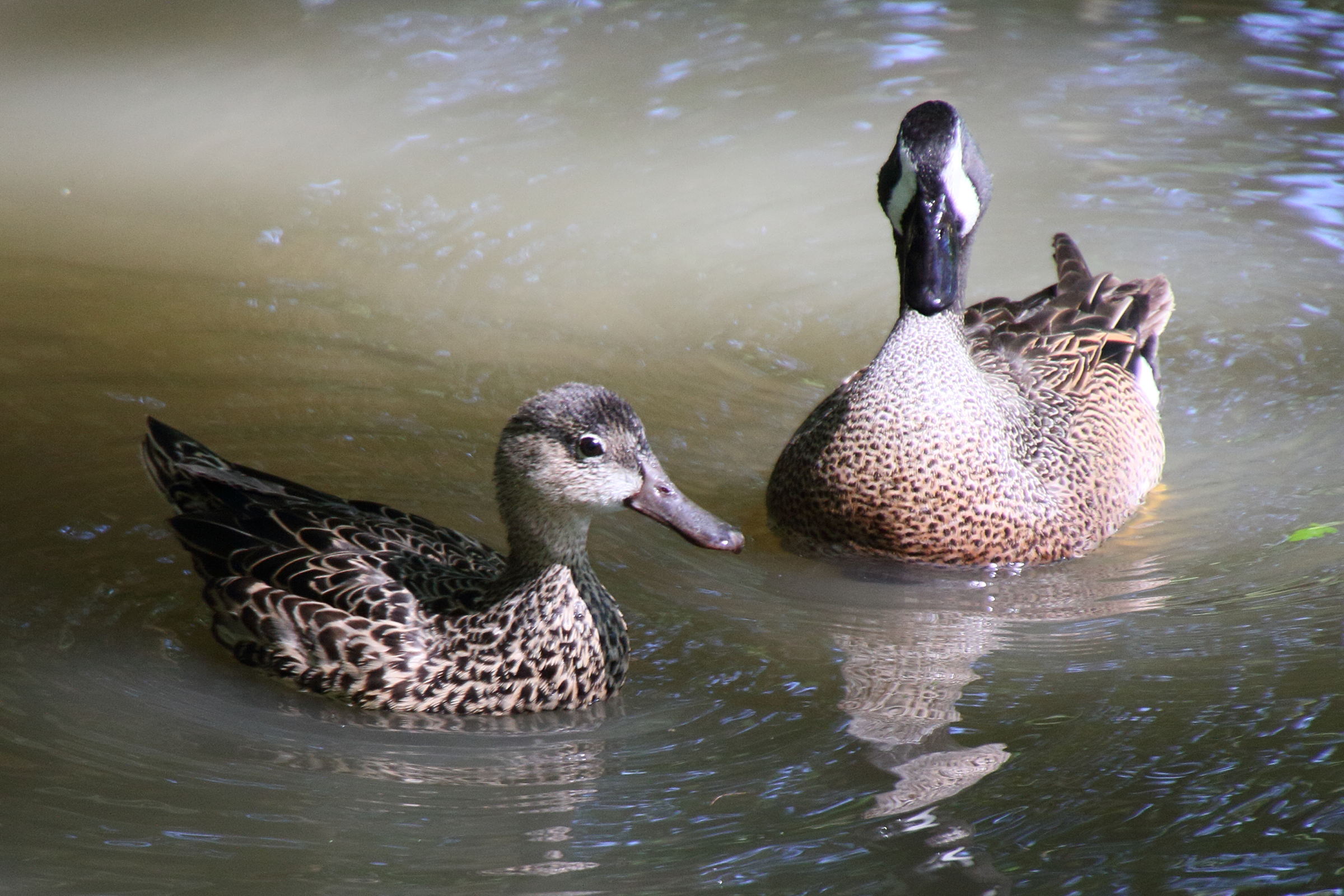 Afficher le média sarcelle_soucrourou_-_anes_discors3md sarcelle_soucrourou_-_anes_discors3md