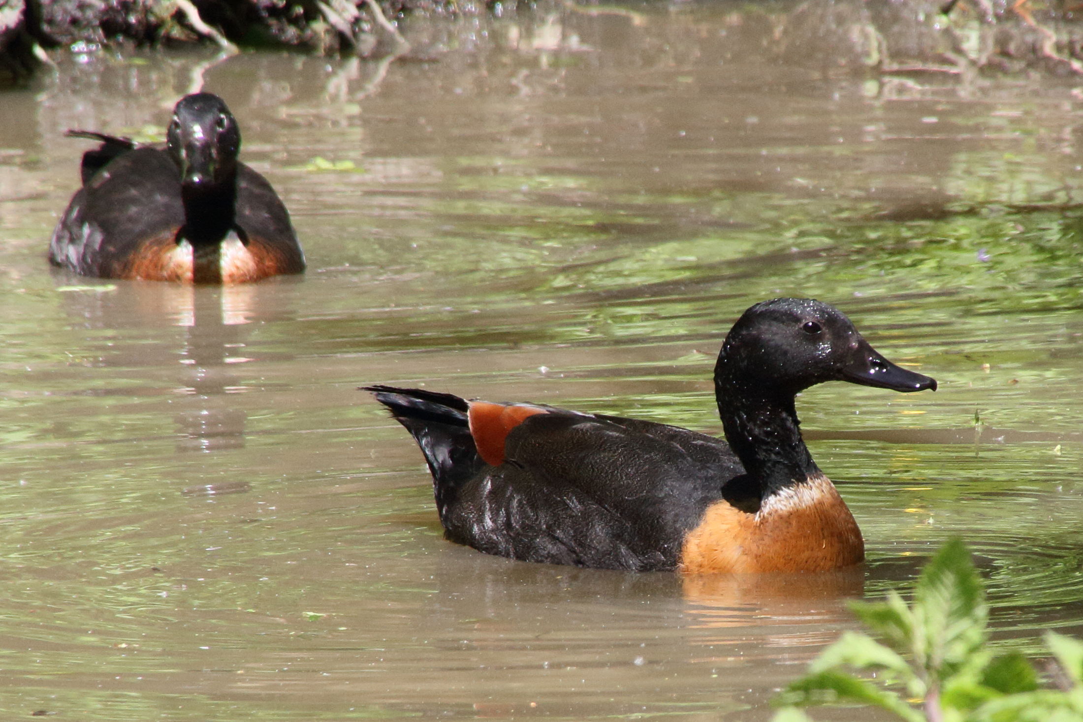 tadorne_d-australie_-_tadorna_tadornoides4md