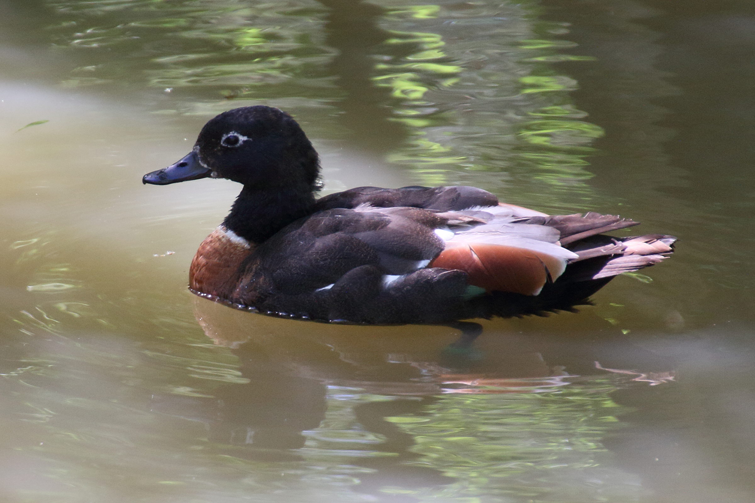 tadorne_d-australie_-_tadorna_tadornoides5md