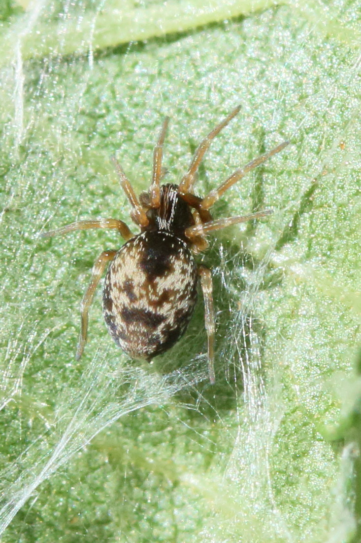 Afficher le média dictyna_uncinata1md dictyna_uncinata1md