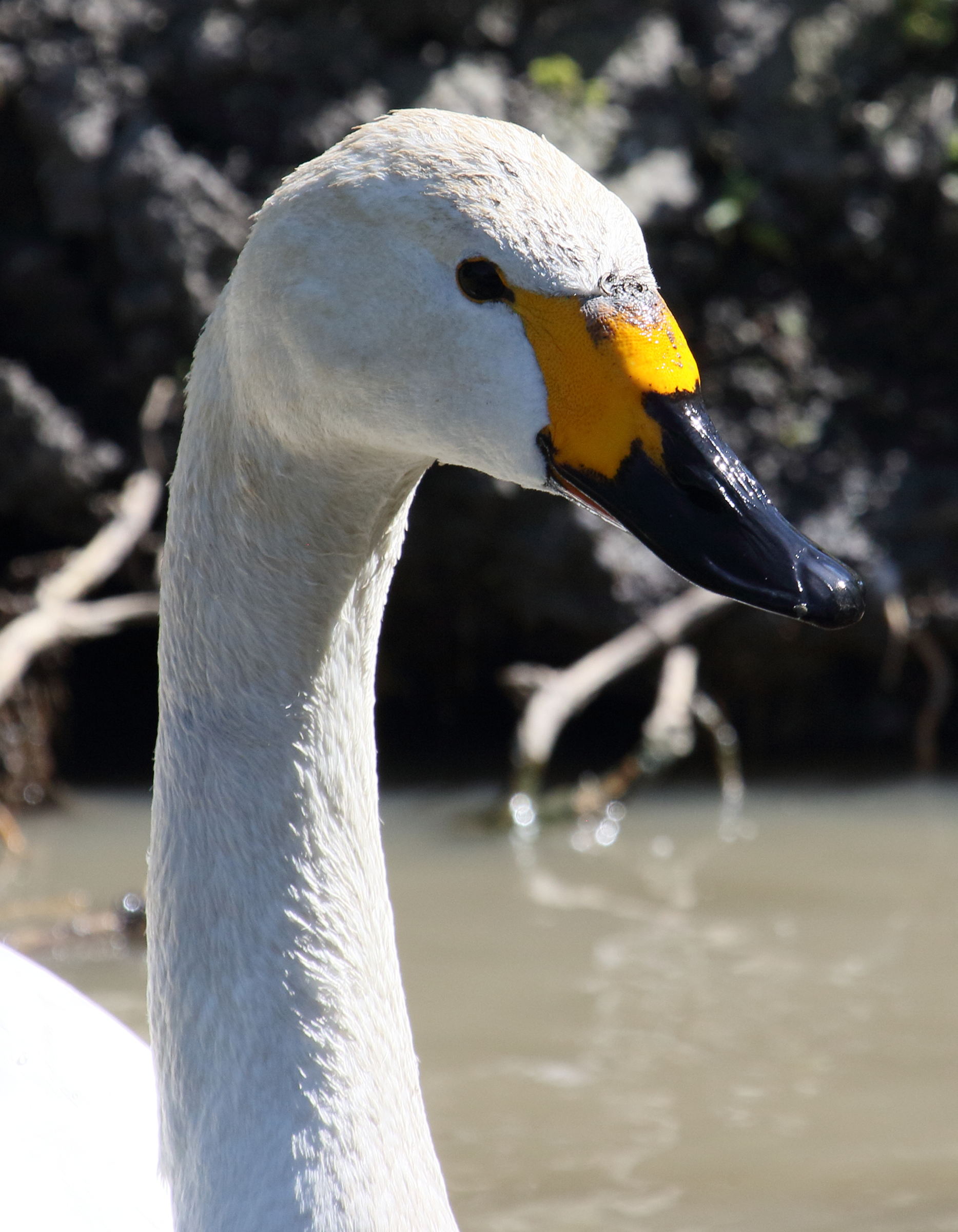 cygne_de_bewick_-_cygnus_columbianus_bewickii3bd