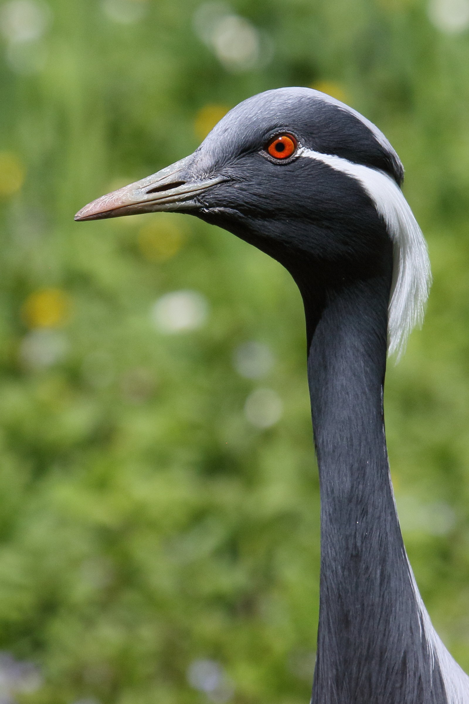 demoiselle_de_numidie_-_grus_virgo5bd