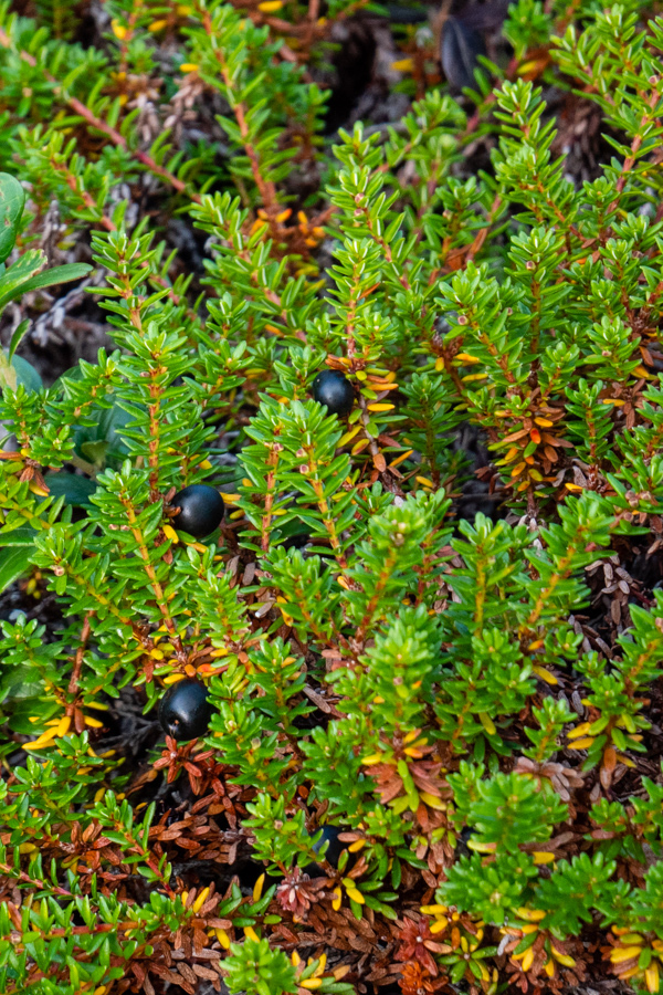 Afficher le média empetrum_nigrum_nigrum3sd empetrum_nigrum_nigrum3sd