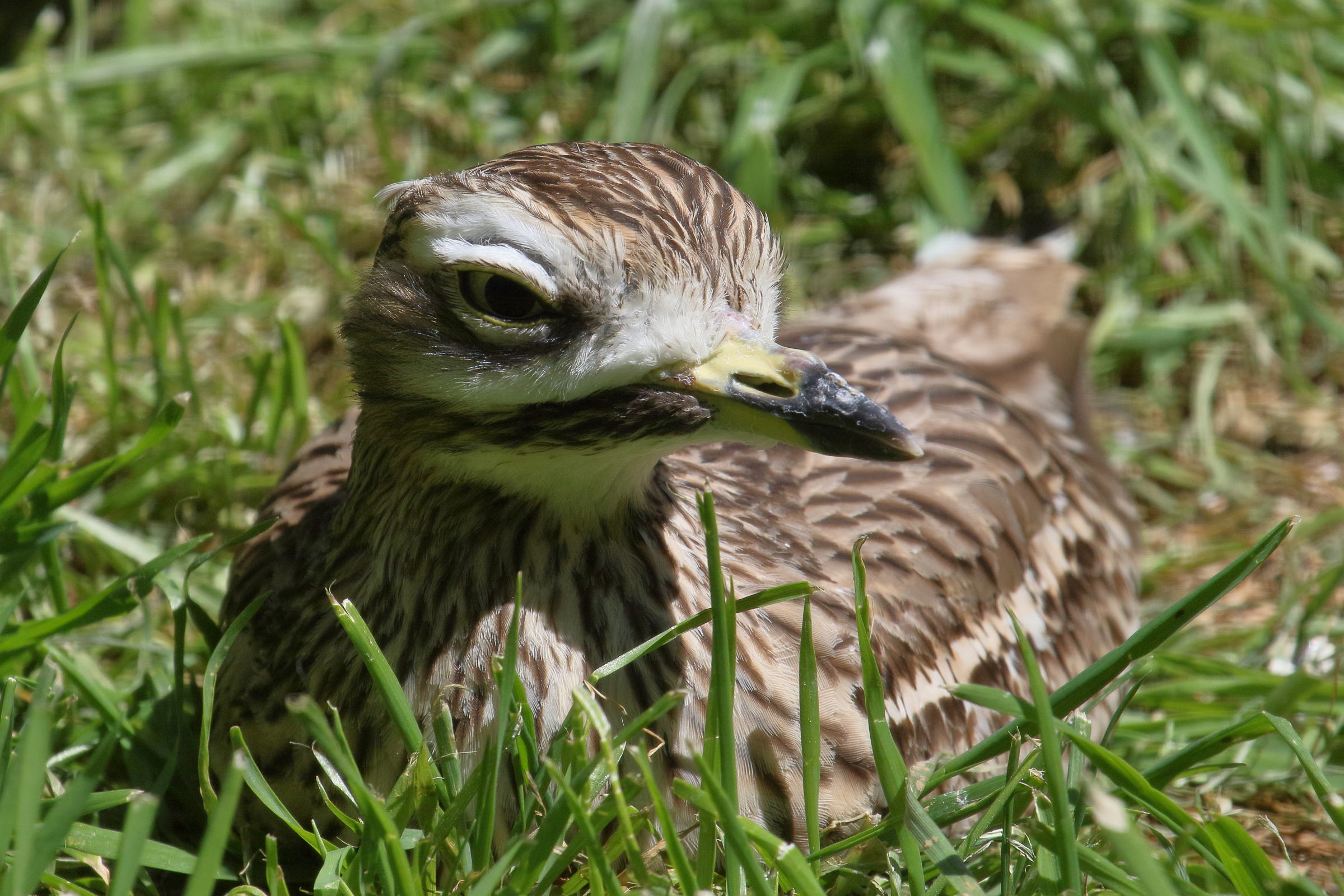 oedicneme_criard_-_burhinus_oedicnemus4bd