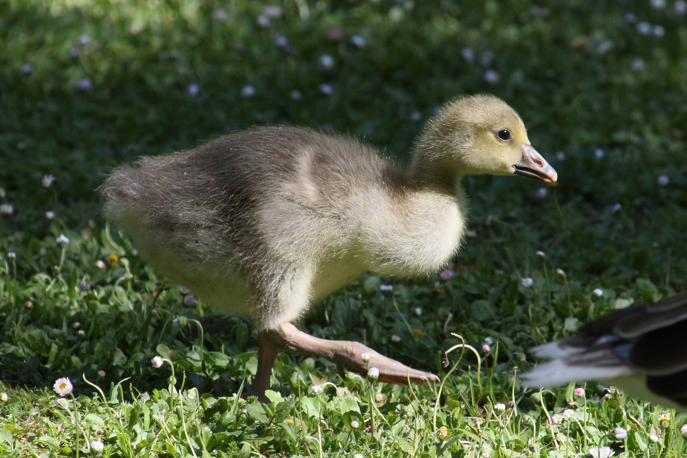 oie_cendree_-_anser_anser9bd