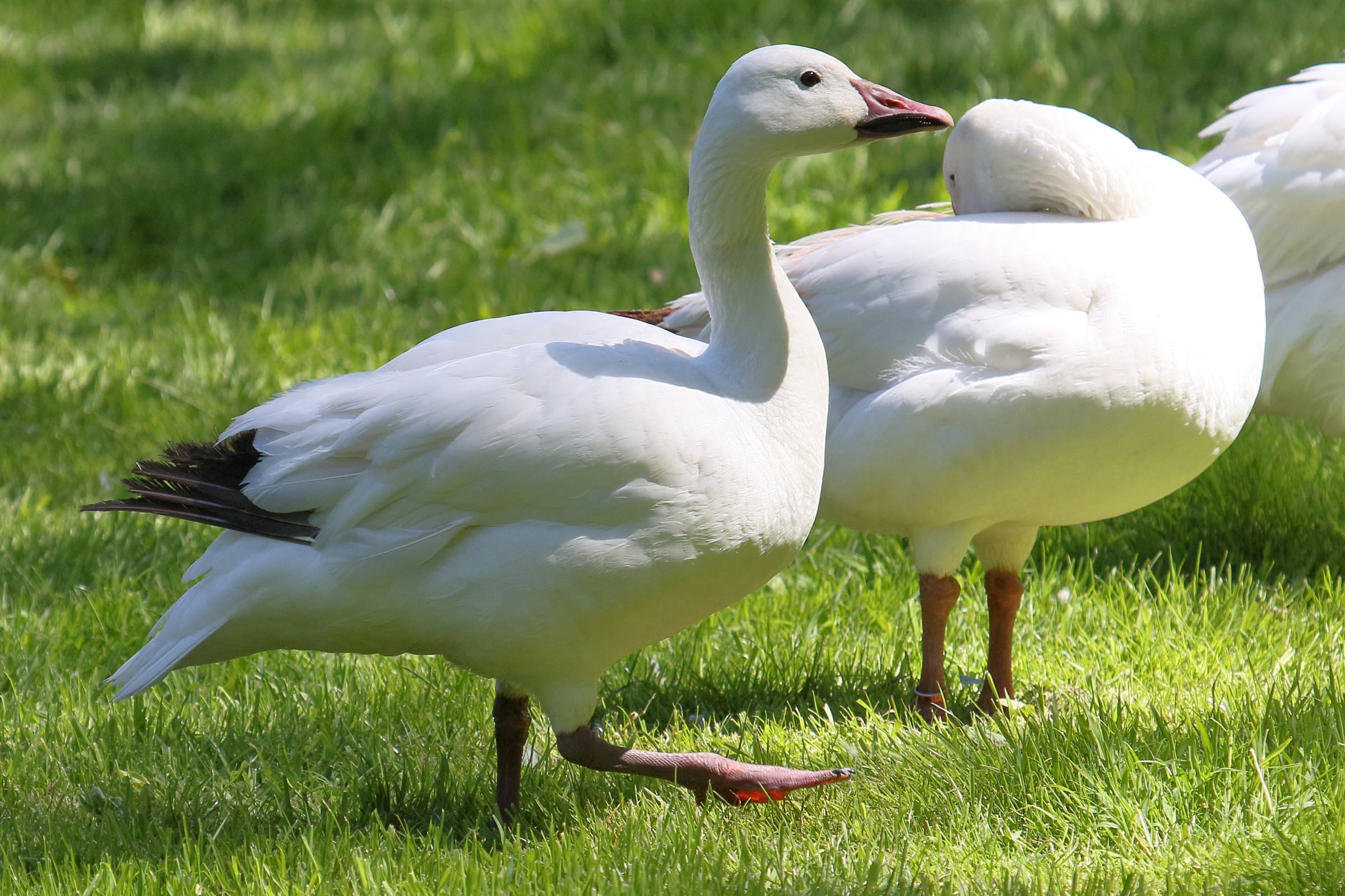oie_des_neiges_-_anser_caerulescens3bd