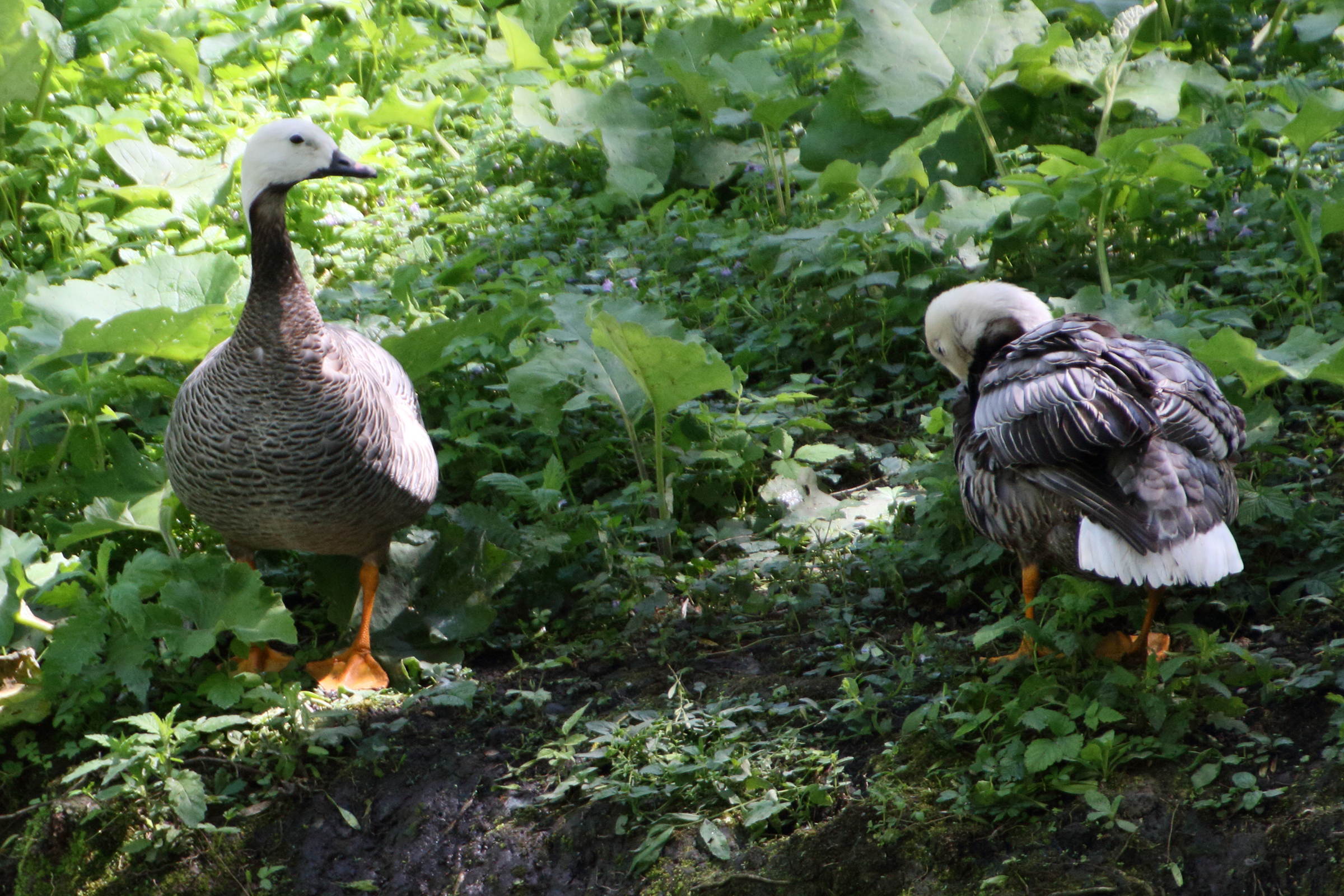 oie_empereur_-_anser_canagica4md