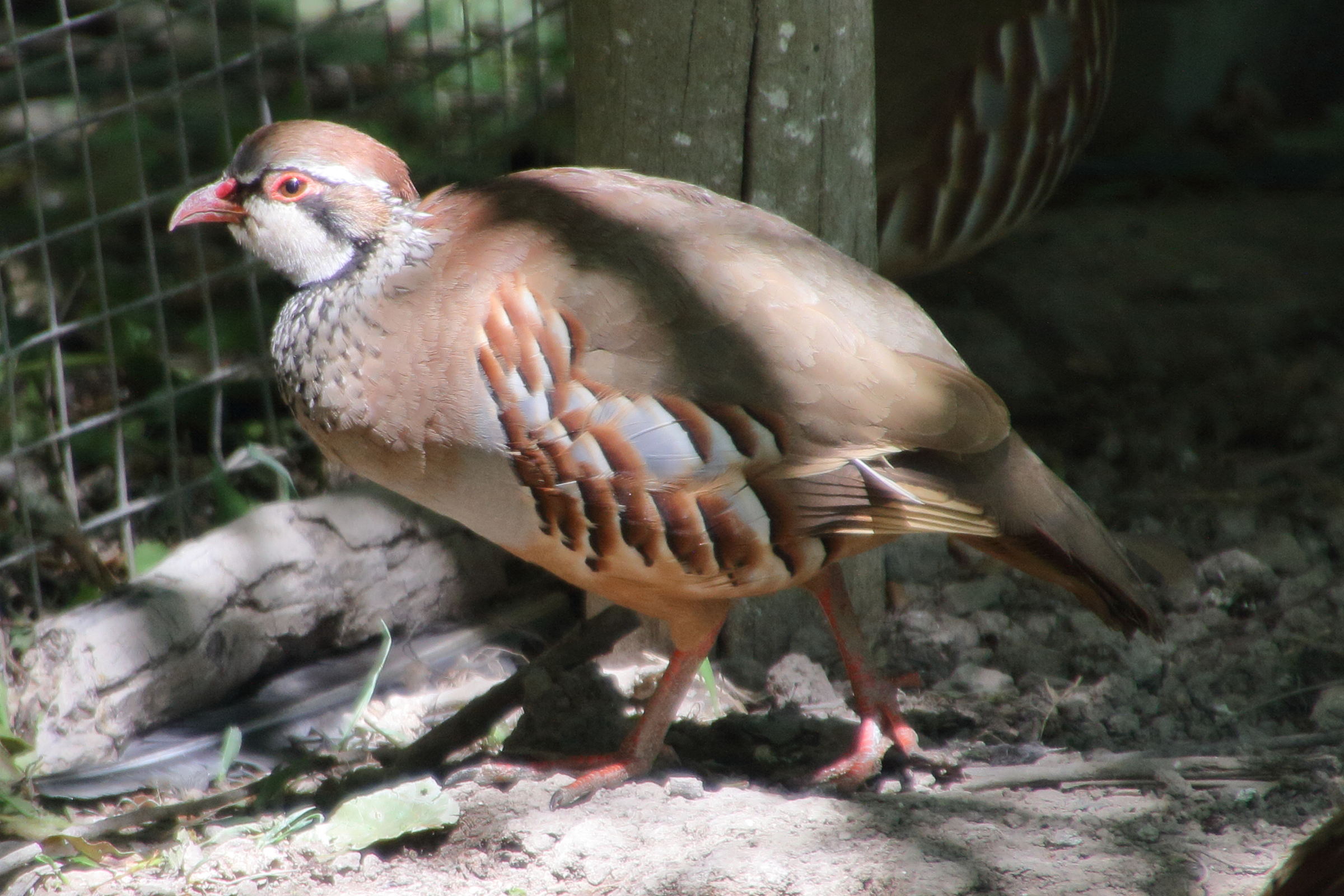 perdrix_rouge_-_alectoris_rufa3md