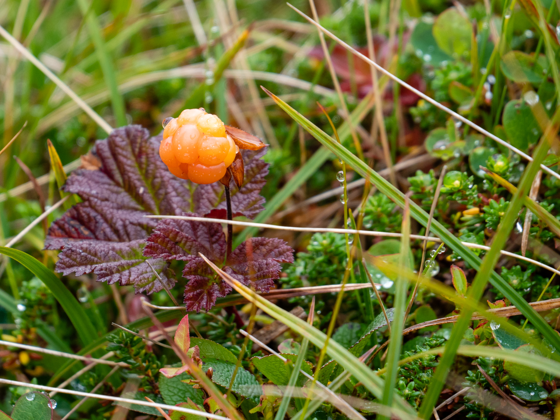 Afficher le média rubus_chamaemorus1sd rubus_chamaemorus1sd