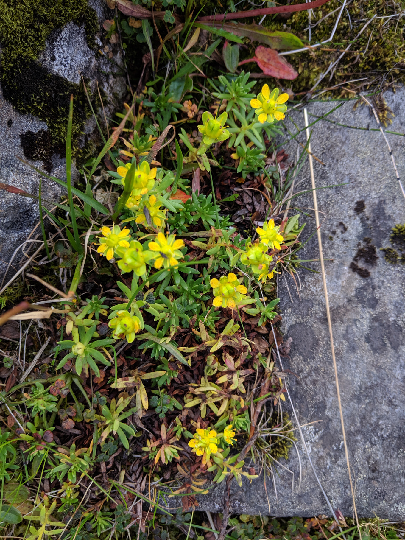 Afficher le média saxifraga_aizoides5sd saxifraga_aizoides5sd