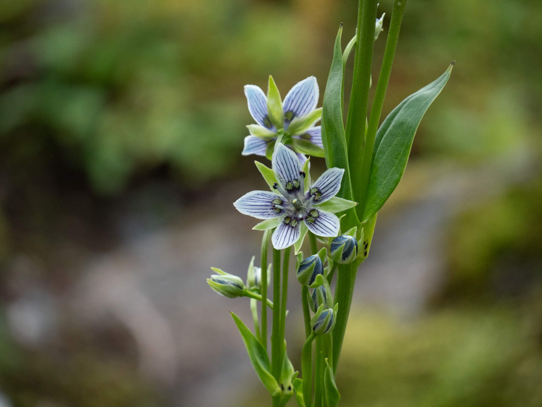 Afficher le média swertia_perennis7sd swertia_perennis7sd