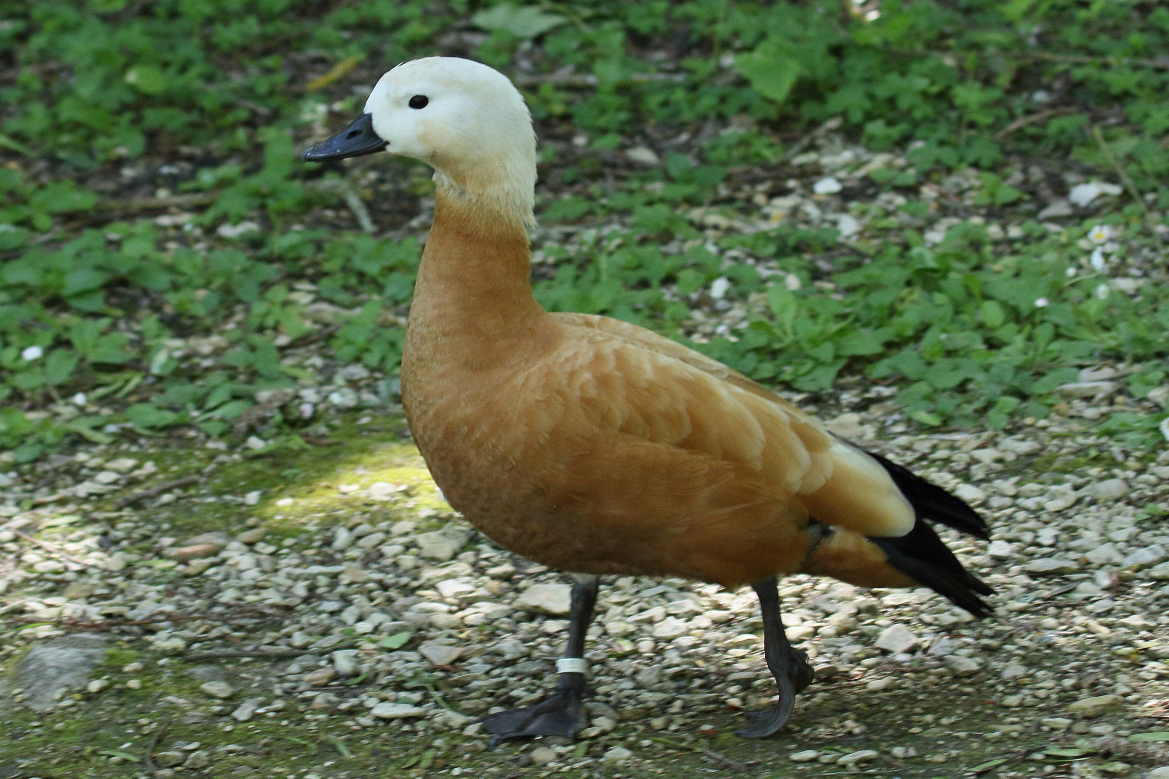 tadorne_casarca_-_tadorna_ferruginea5bd