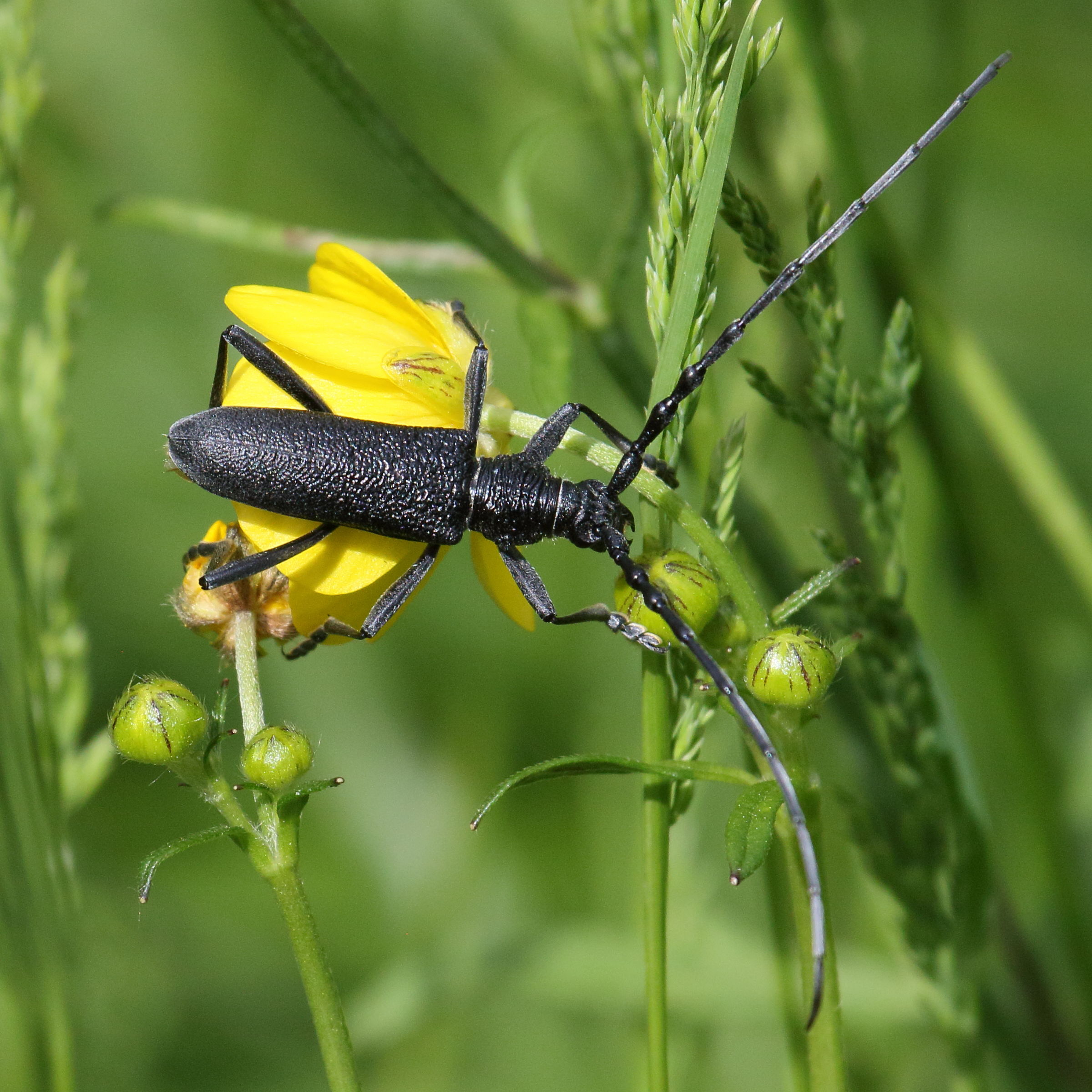 cerambyx_scopolii3bd