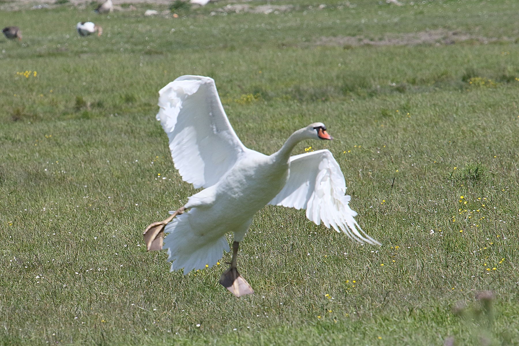 cygne_tubercule_-_cygnus_olor13bd