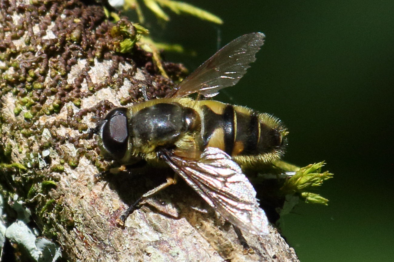 eristalis_interrupta4bd