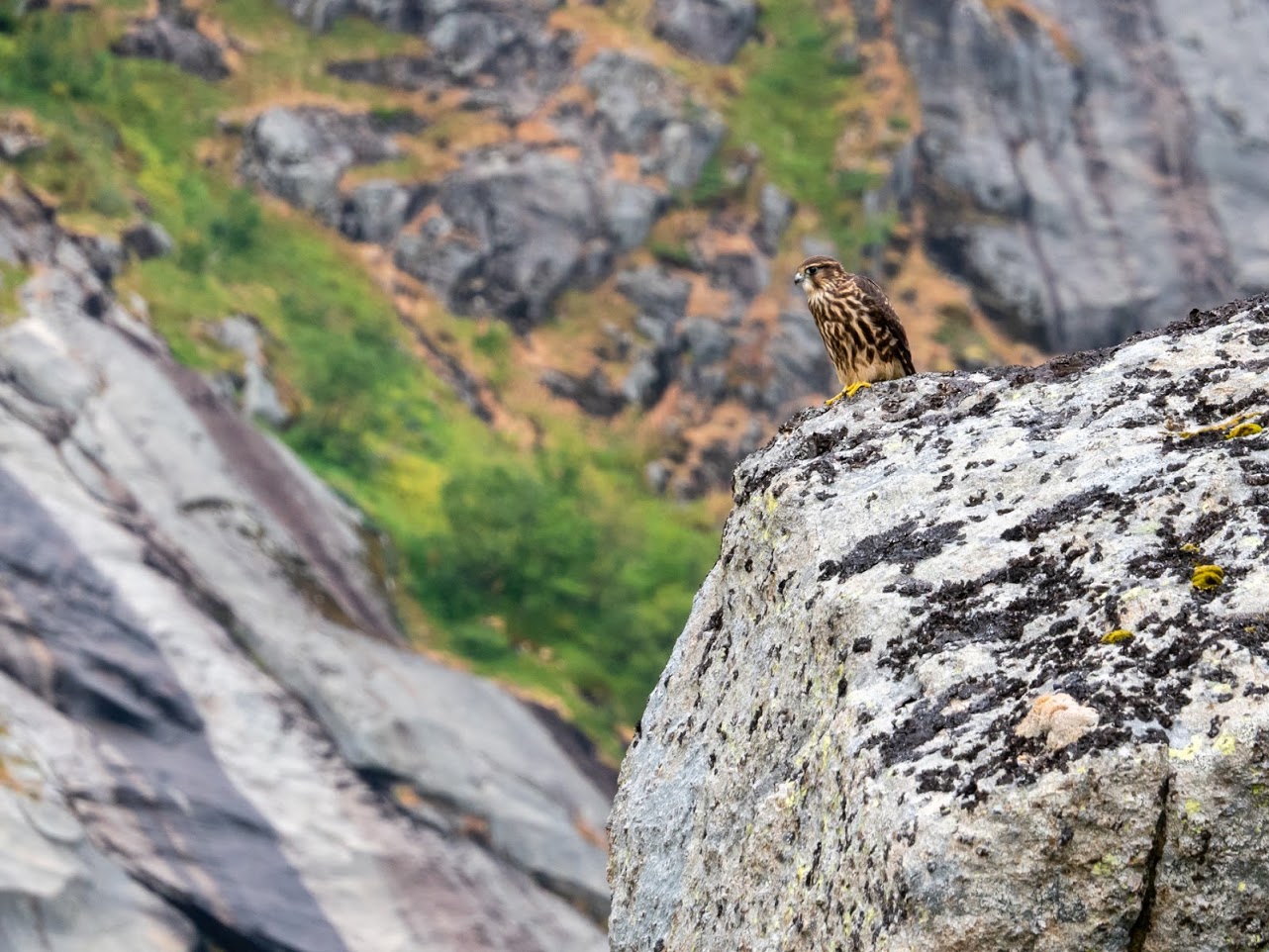 faucon_emerillon_-_falco_columbarius2sd