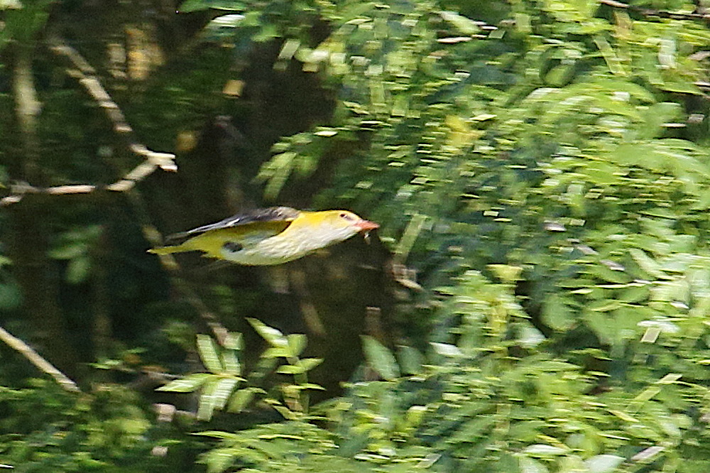 loriot_d-europe_-_oriolus_oriolus2bd