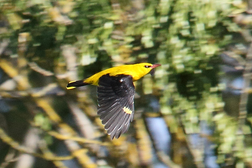 loriot_d-europe_-_oriolus_oriolus3bd