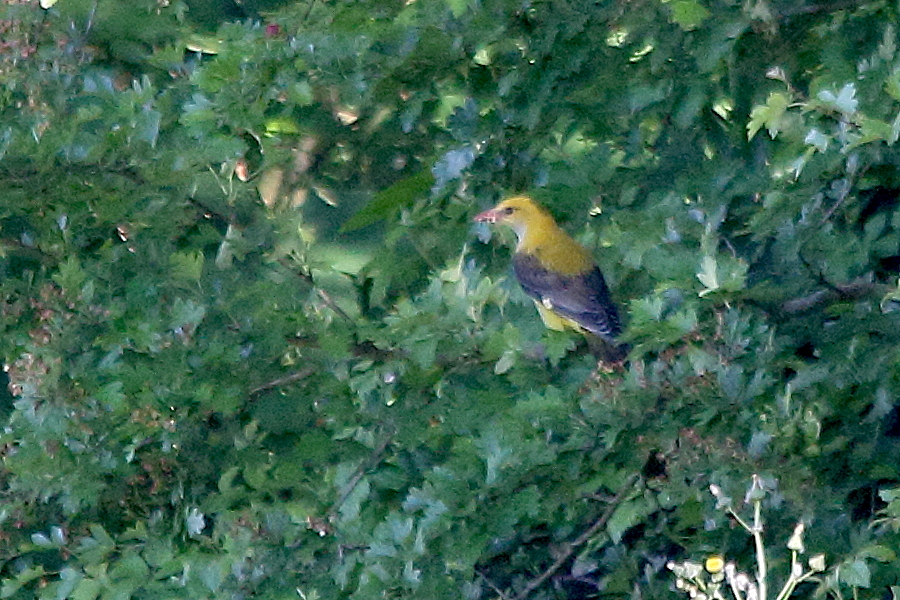 loriot_d-europe_-_oriolus_oriolus4md