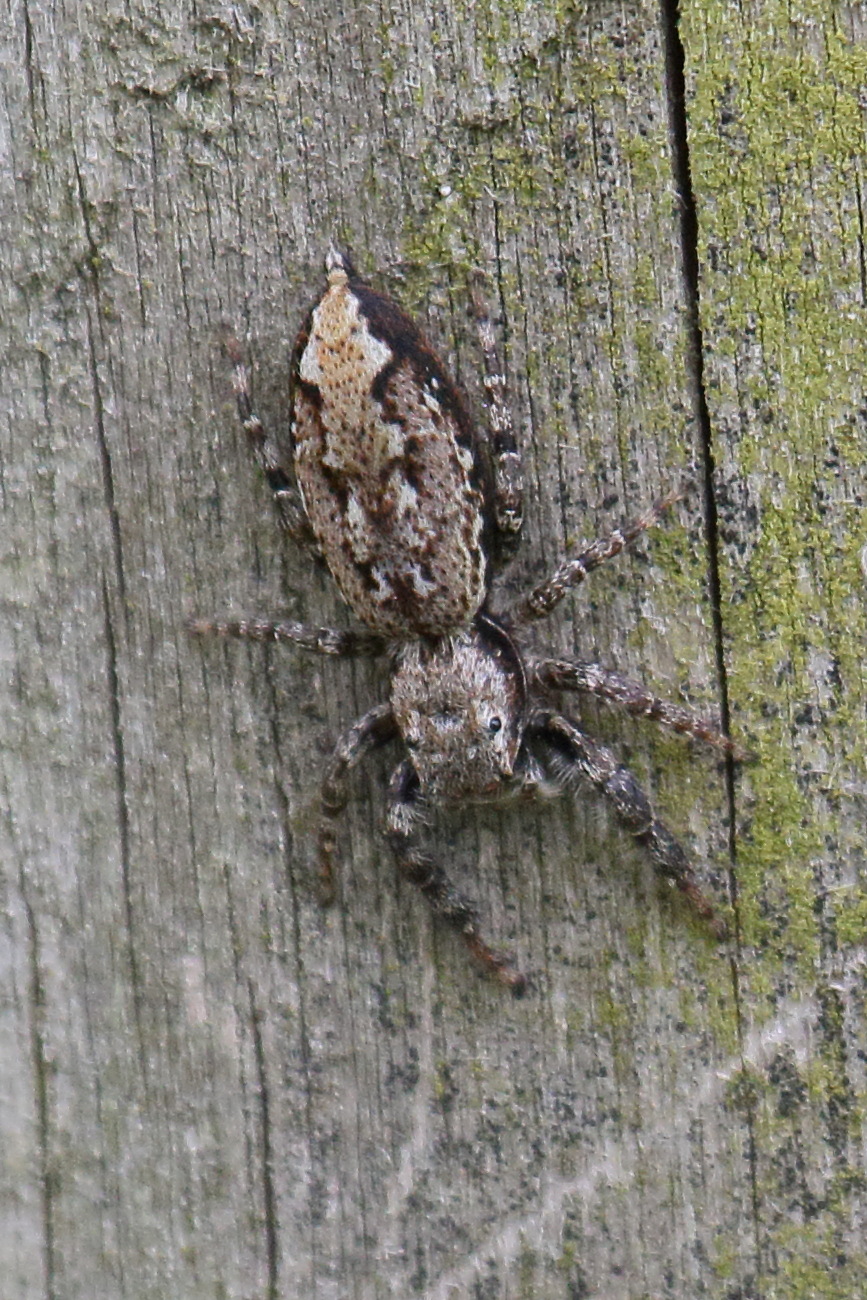 Afficher le média marpissa_muscosa3bd marpissa_muscosa3bd