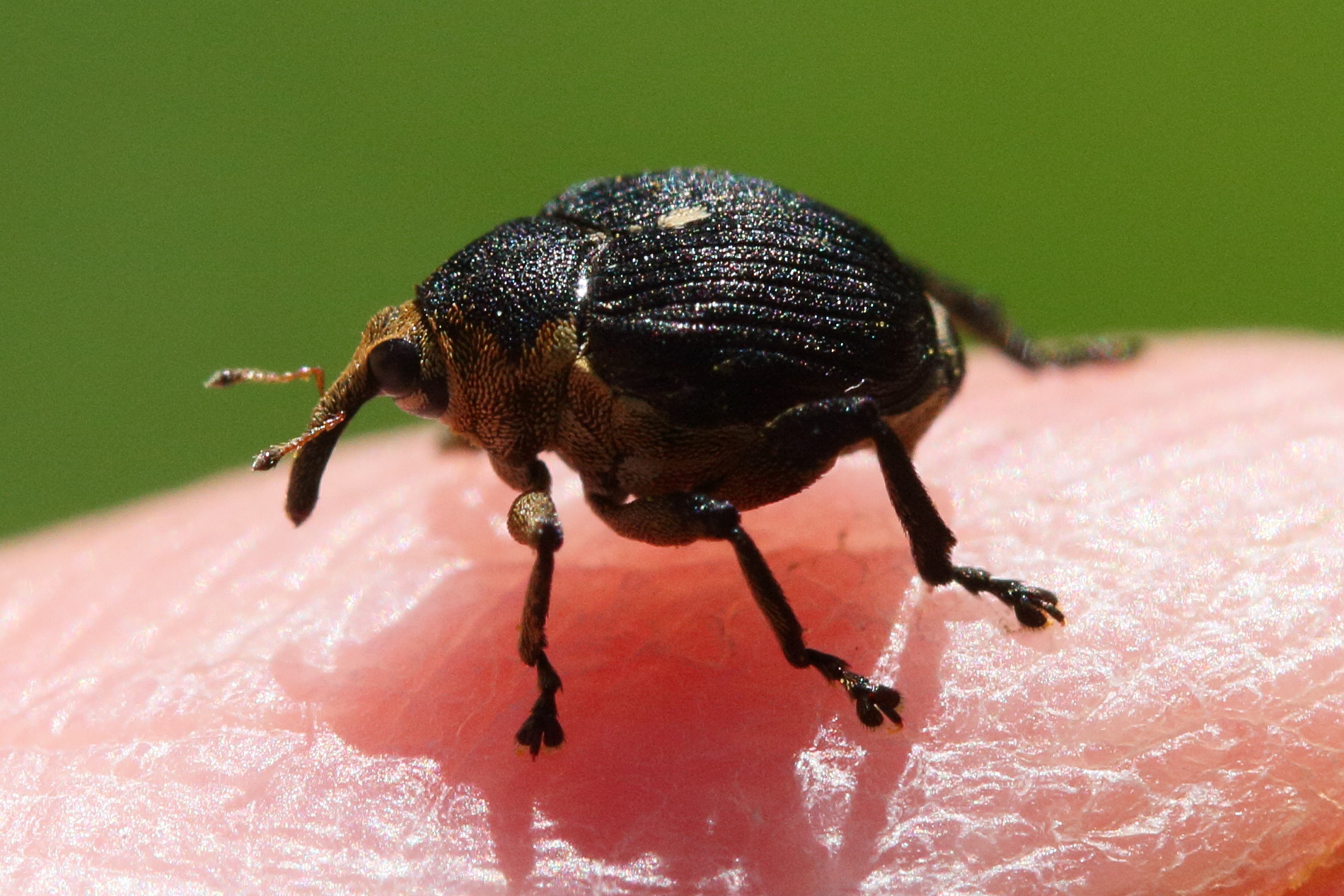 Afficher le média mononychus_punctumalbum6md mononychus_punctumalbum6md