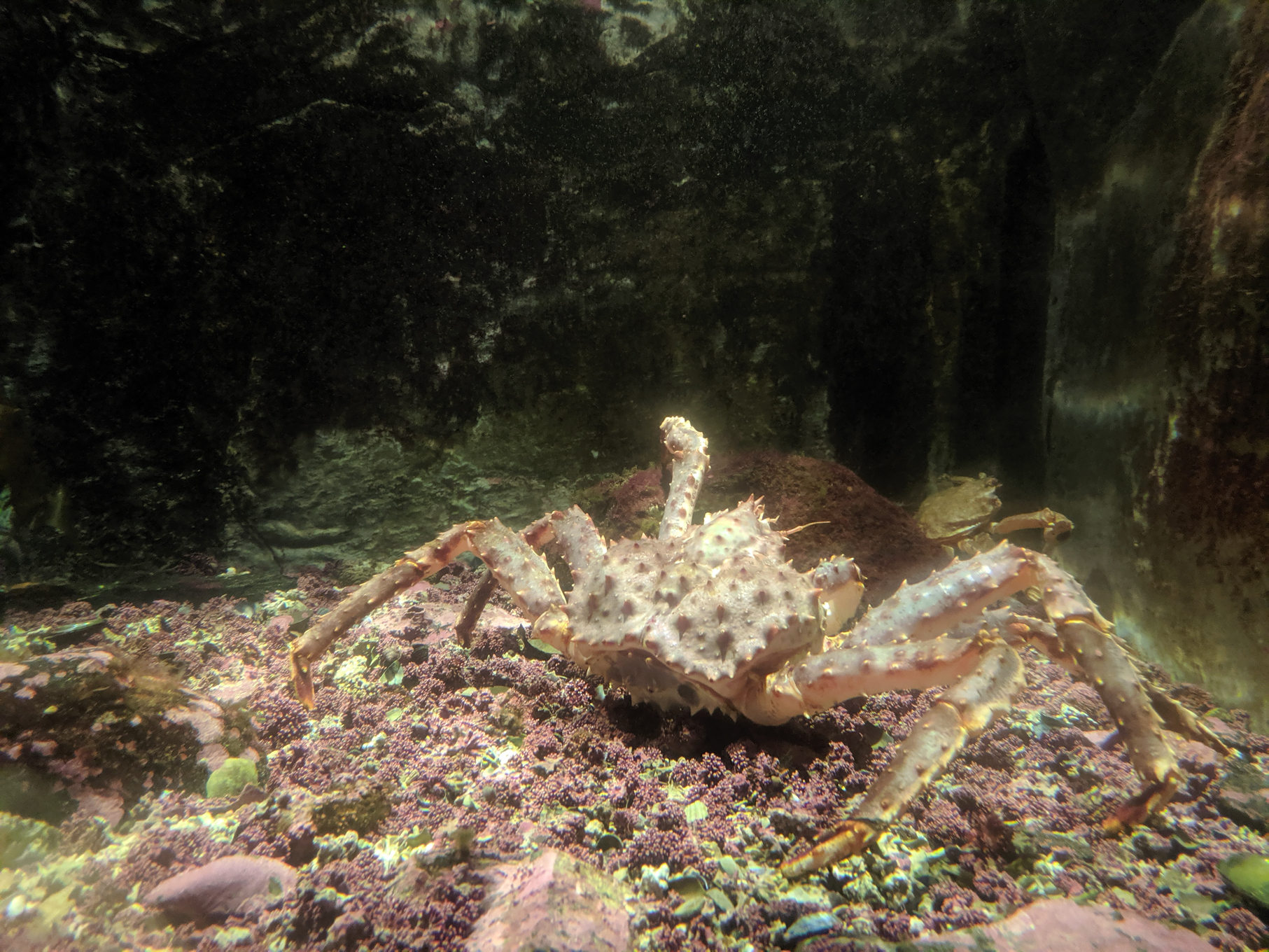 paralithodes_camtschaticus1sd