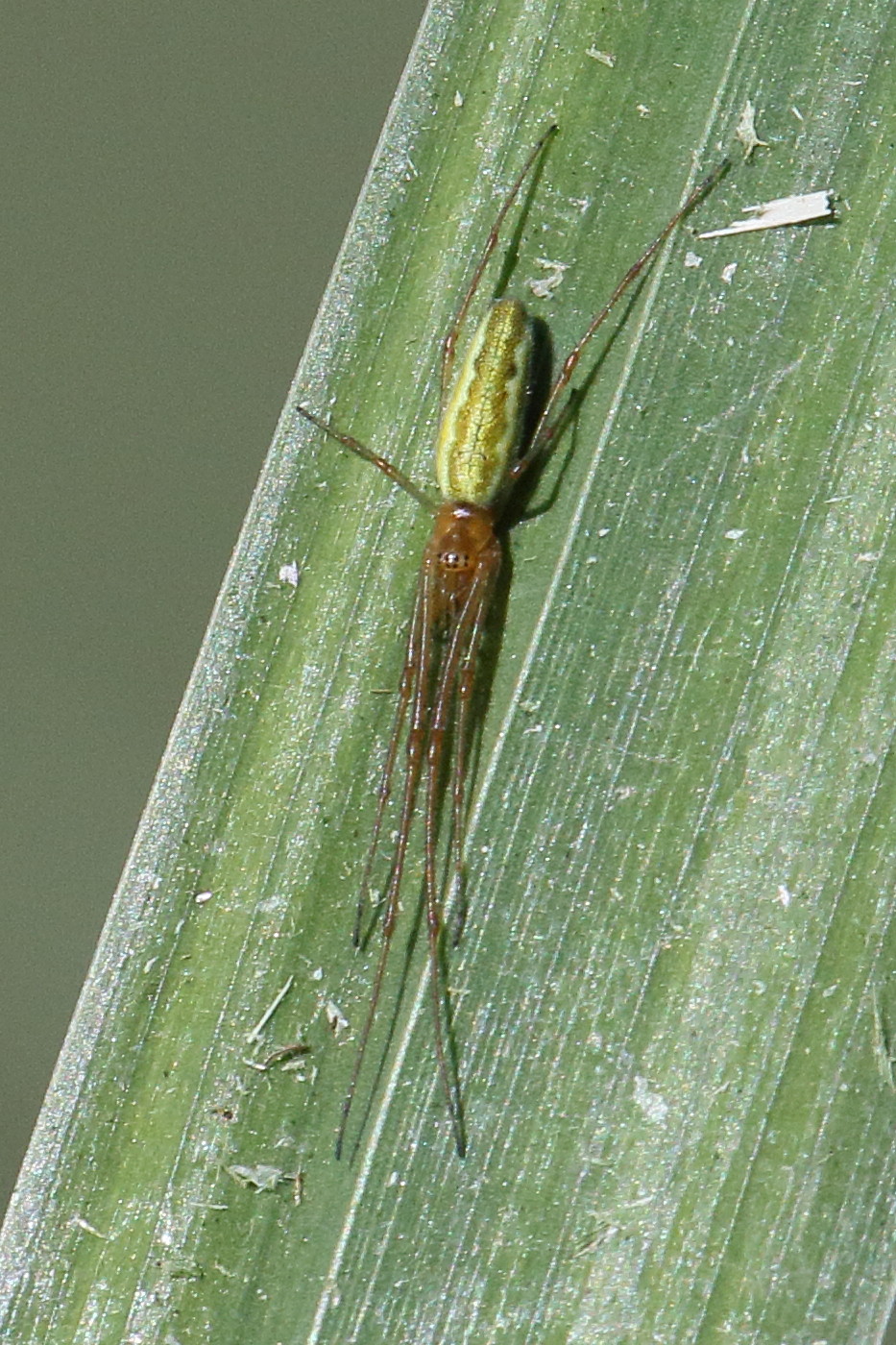 Afficher le média tetragnatha_extensa7bd tetragnatha_extensa7bd