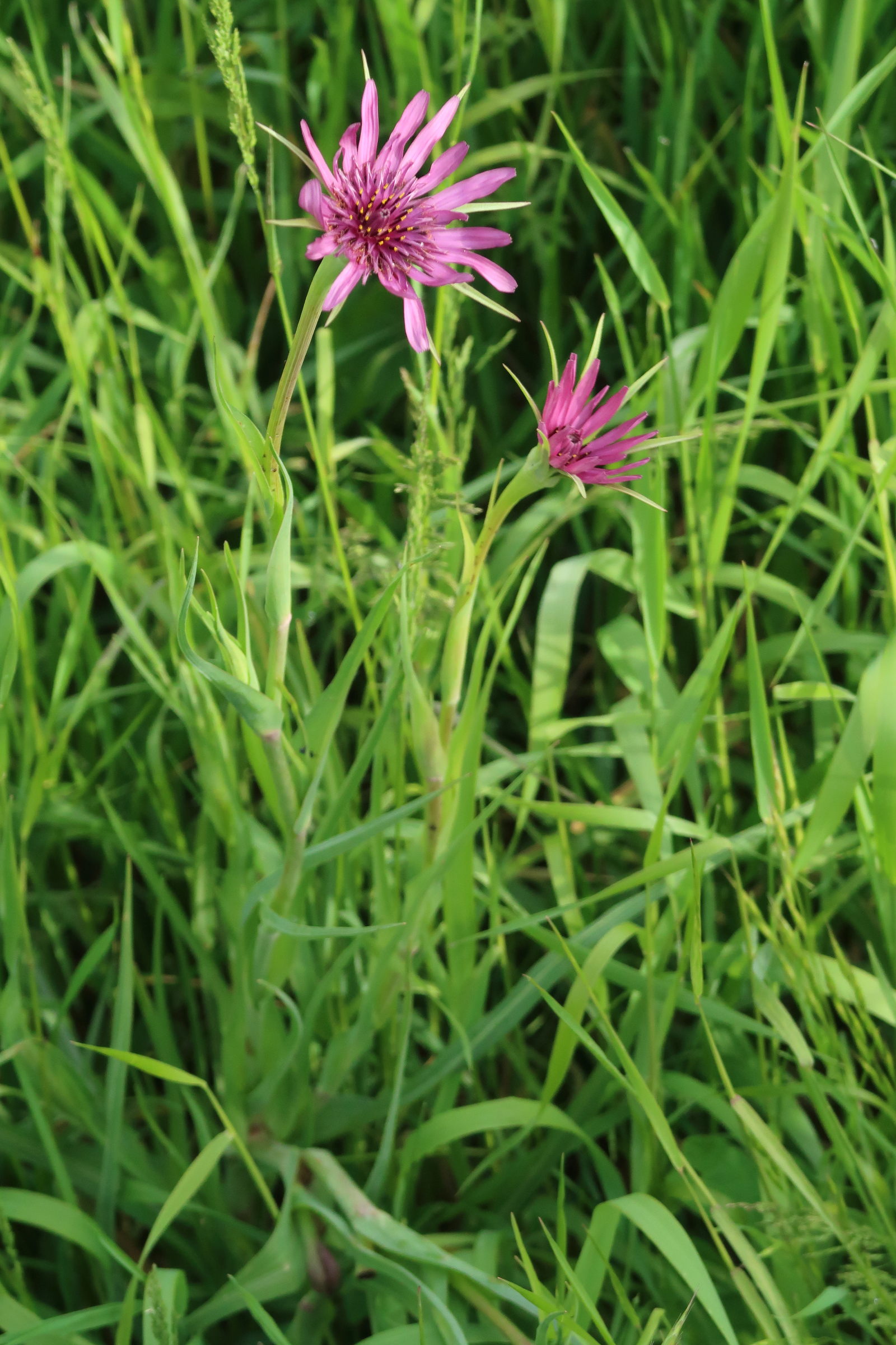 Afficher le média tragopogon_eriospermus2md tragopogon_eriospermus2md