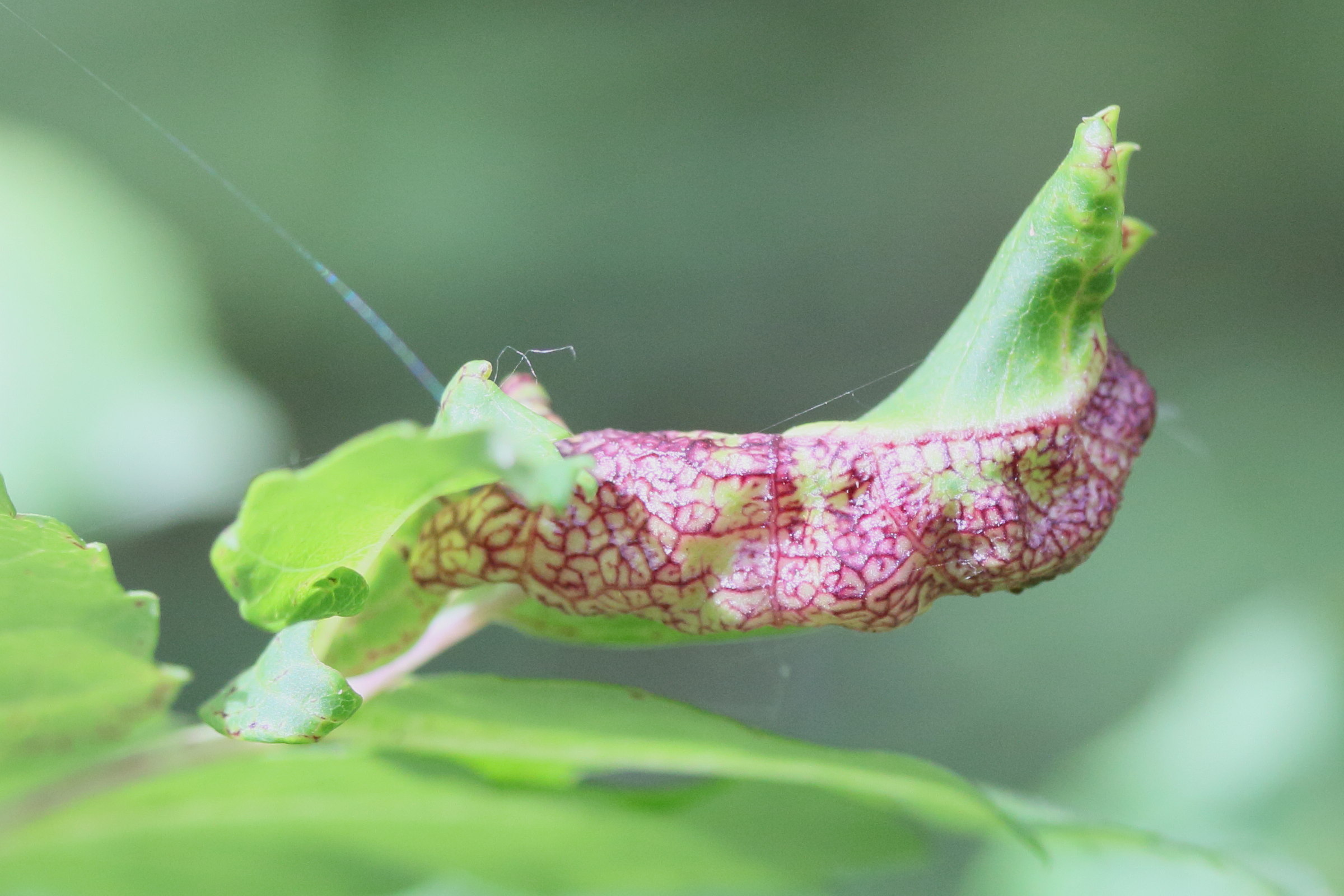 psyllopsis_fraxini_galle1md