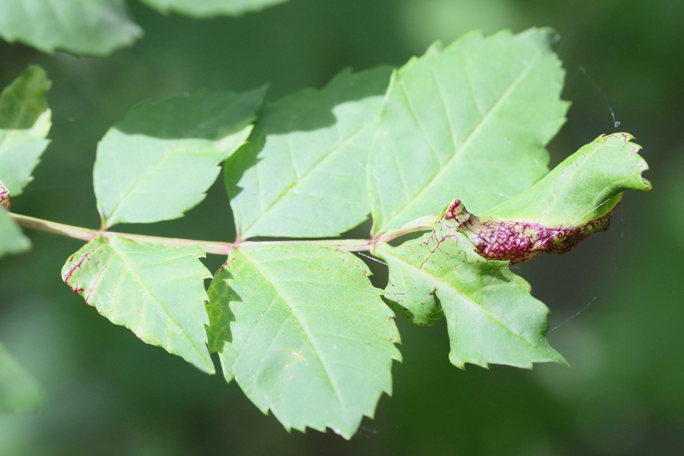 psyllopsis_fraxini_galle2md