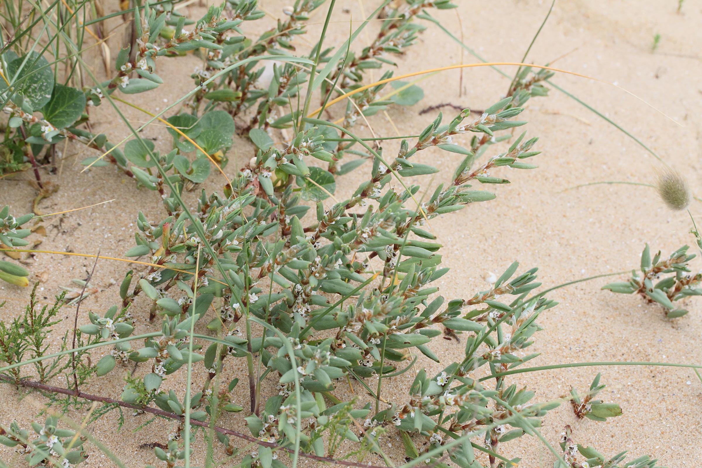 Afficher le média polygonum_maritimum6md polygonum_maritimum6md