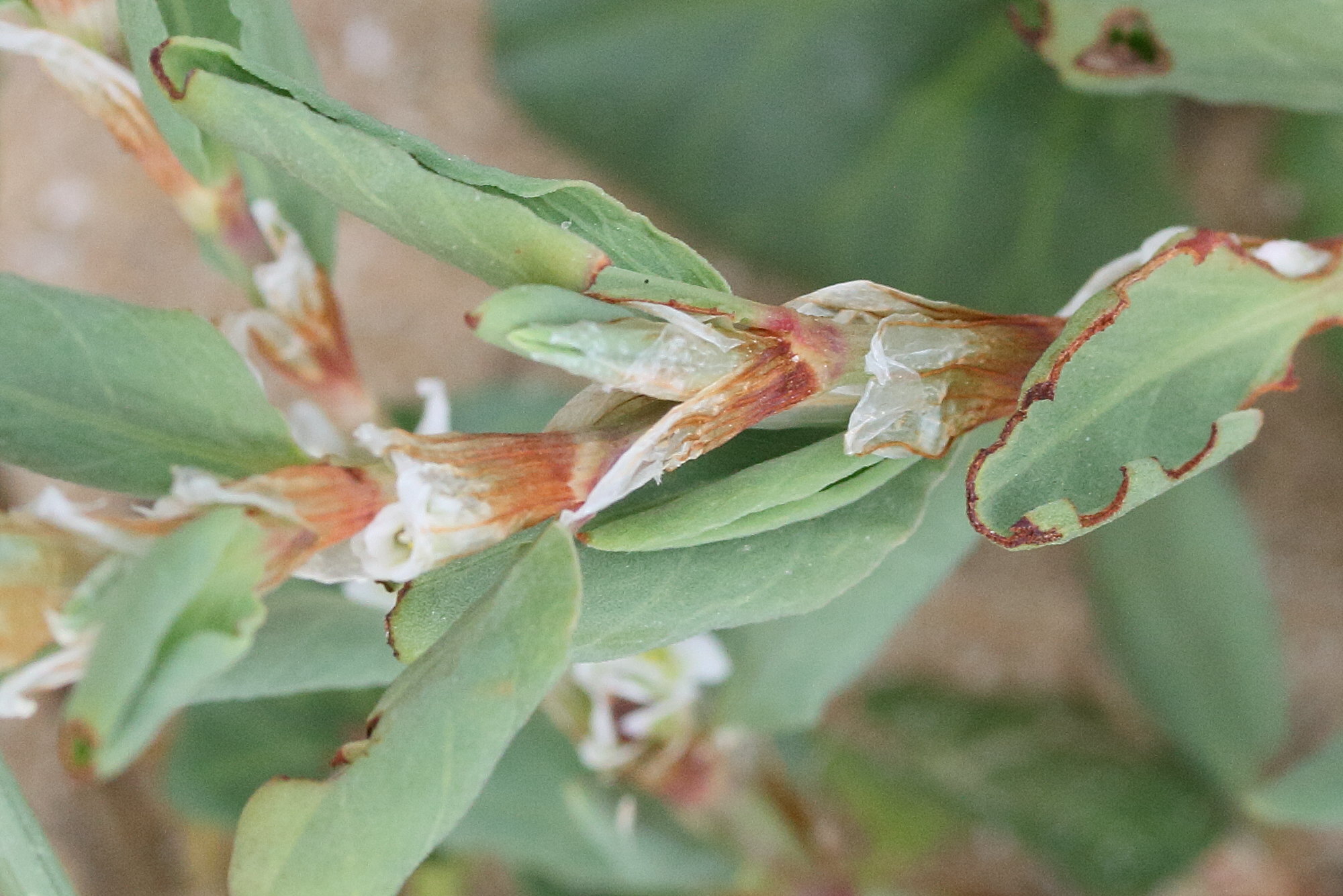 Afficher le média polygonum_maritimum7md polygonum_maritimum7md